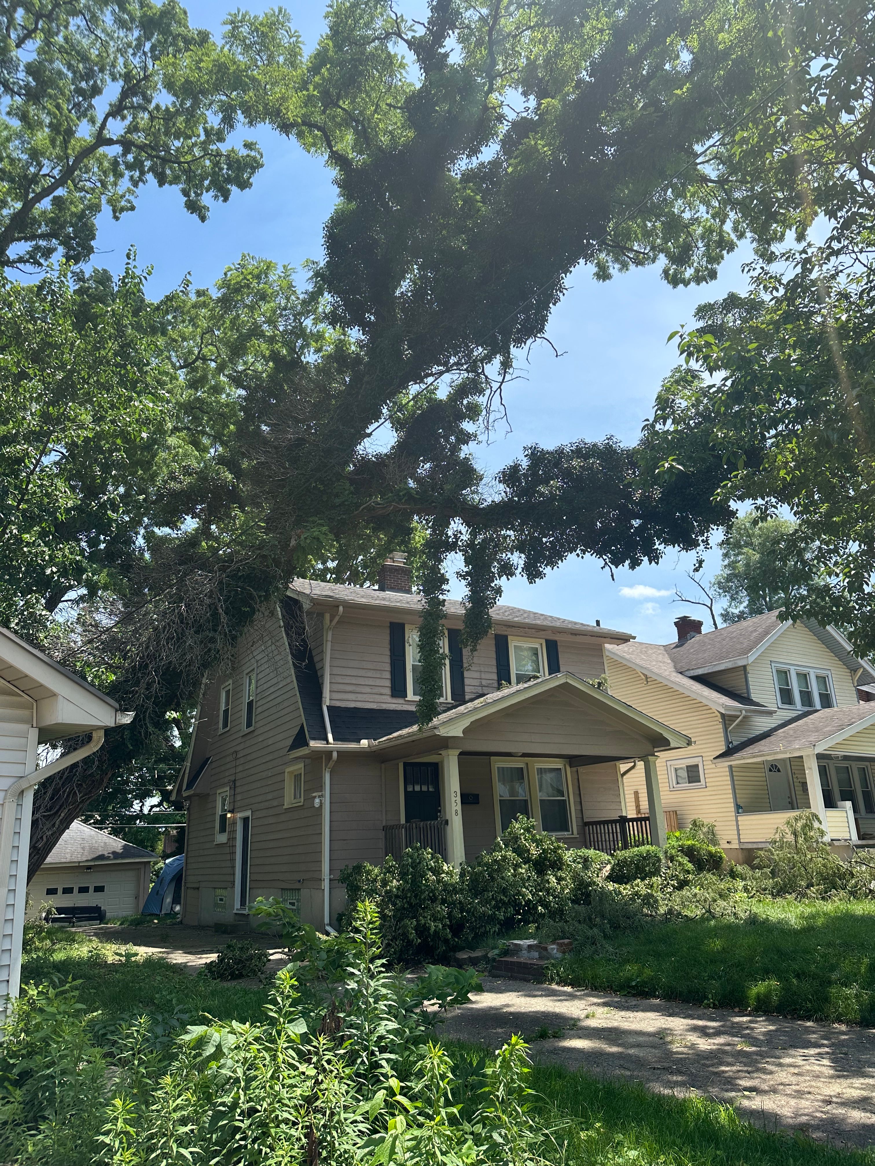 All Photos for Pro Tree Trim & Removal, Llc in Dayton, OH