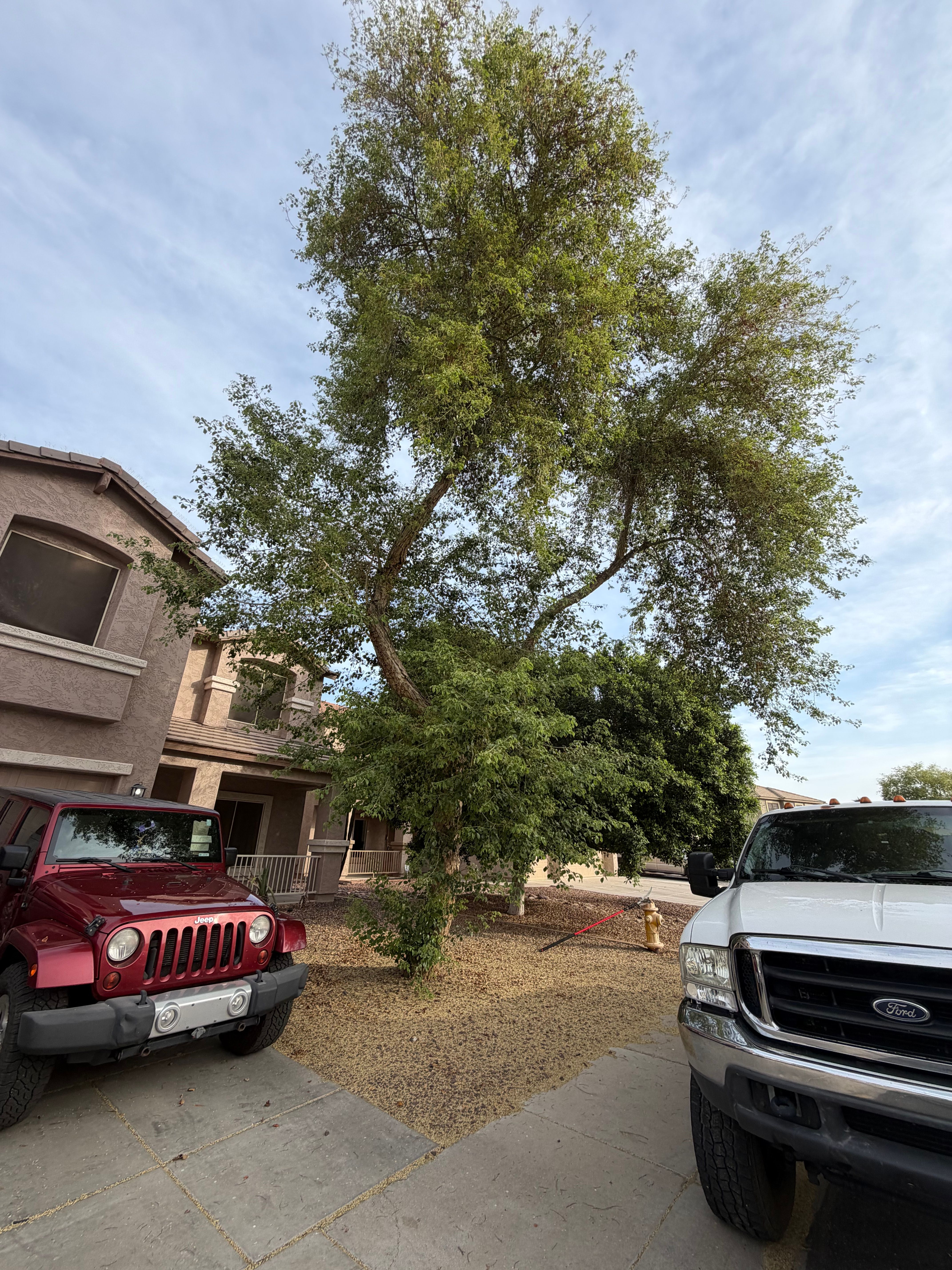 All Photos for Grand Canyon State Landscape Inc. in Surprise, AZ
