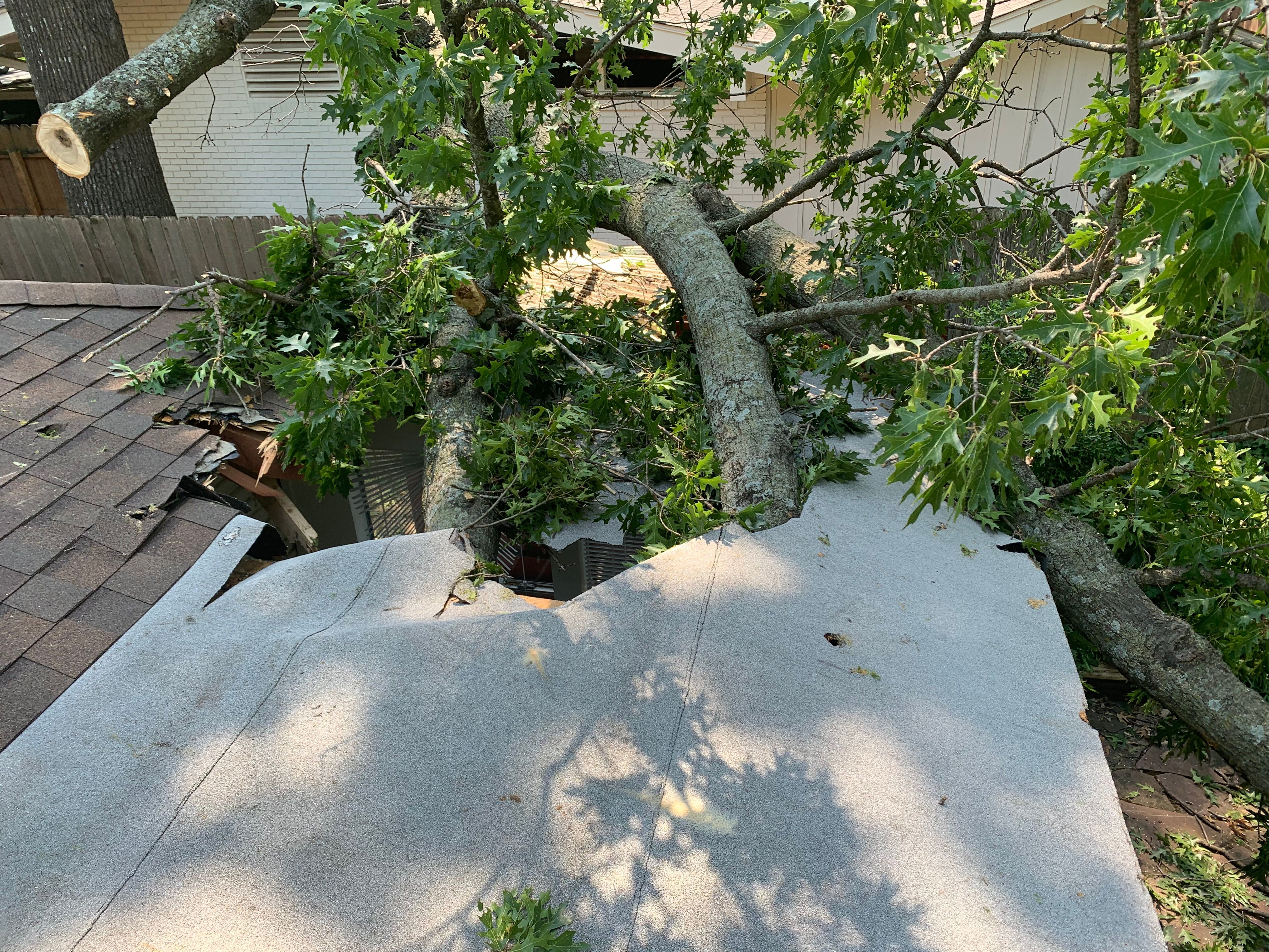  for TLC Professional Tree Service in Bedford, TX