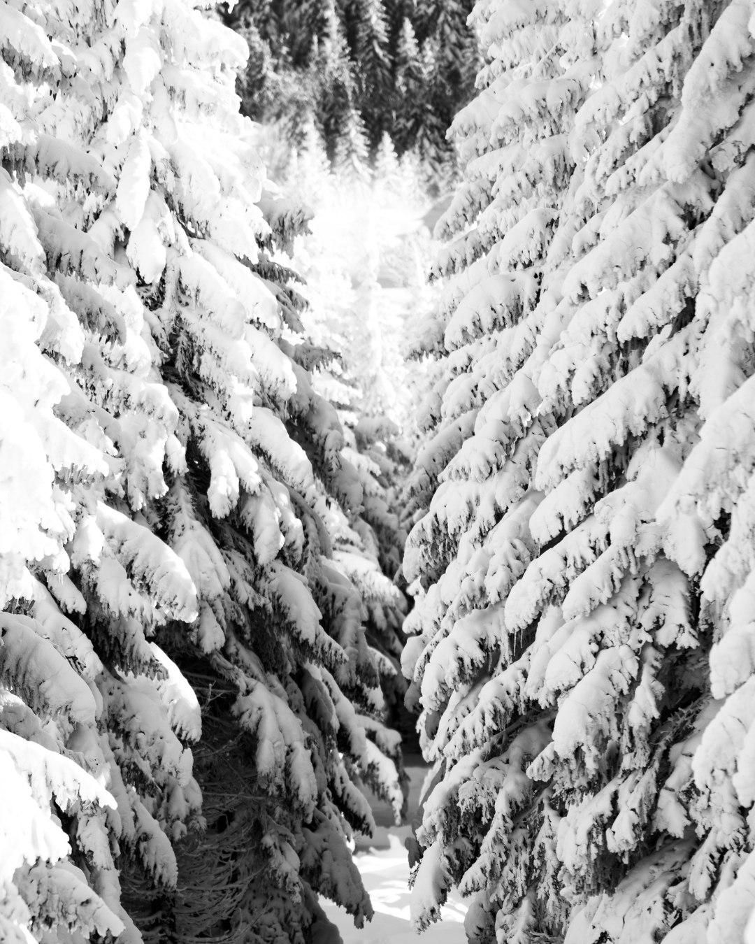  for Oakwood Tree Removal LLC in Oak Creek,  WI