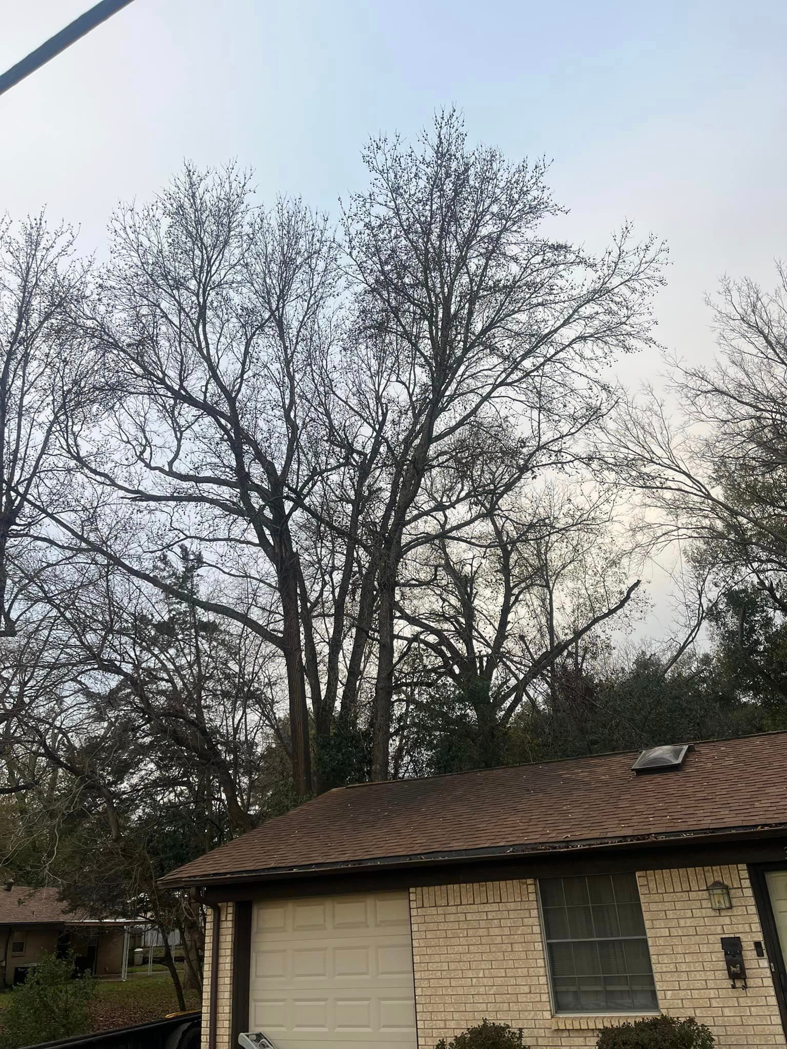 Tree Removal for Banda’s Tree Service And Lawn Care in Tyler, TX