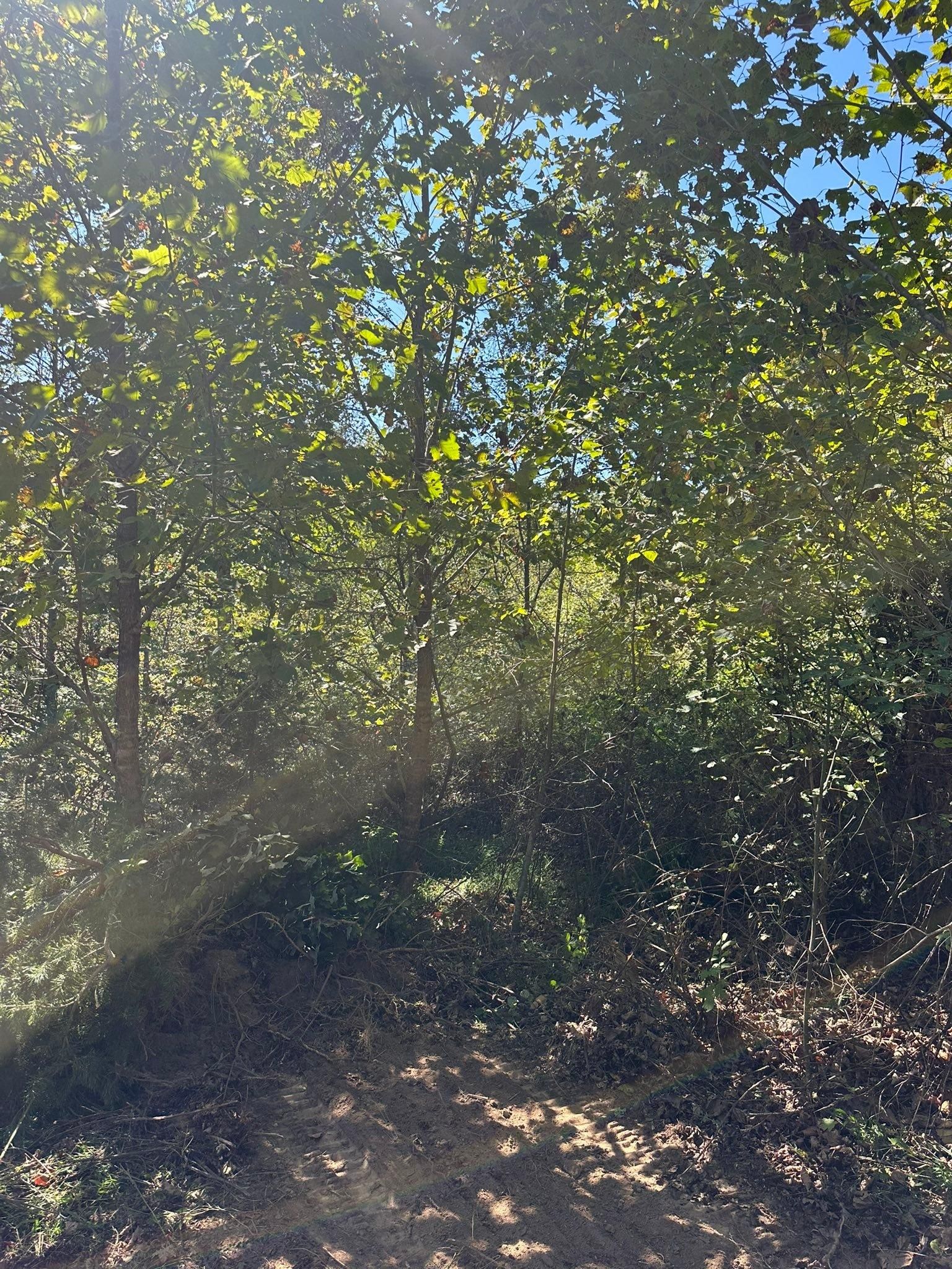  for Excavation Innovations in Rogersville, TN