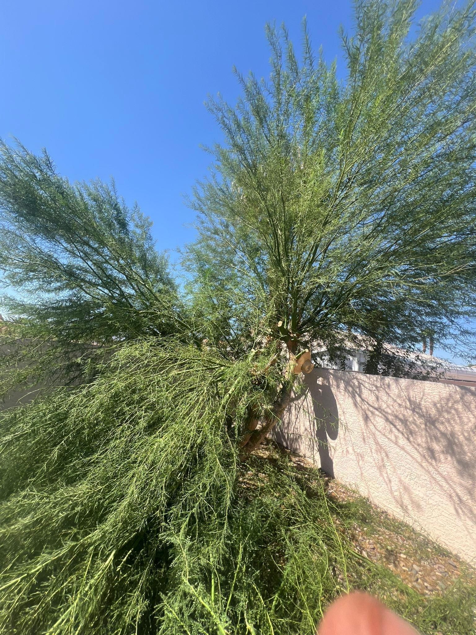  for Top Notch Landscape Services LLC in Mohave Valley, AZ
