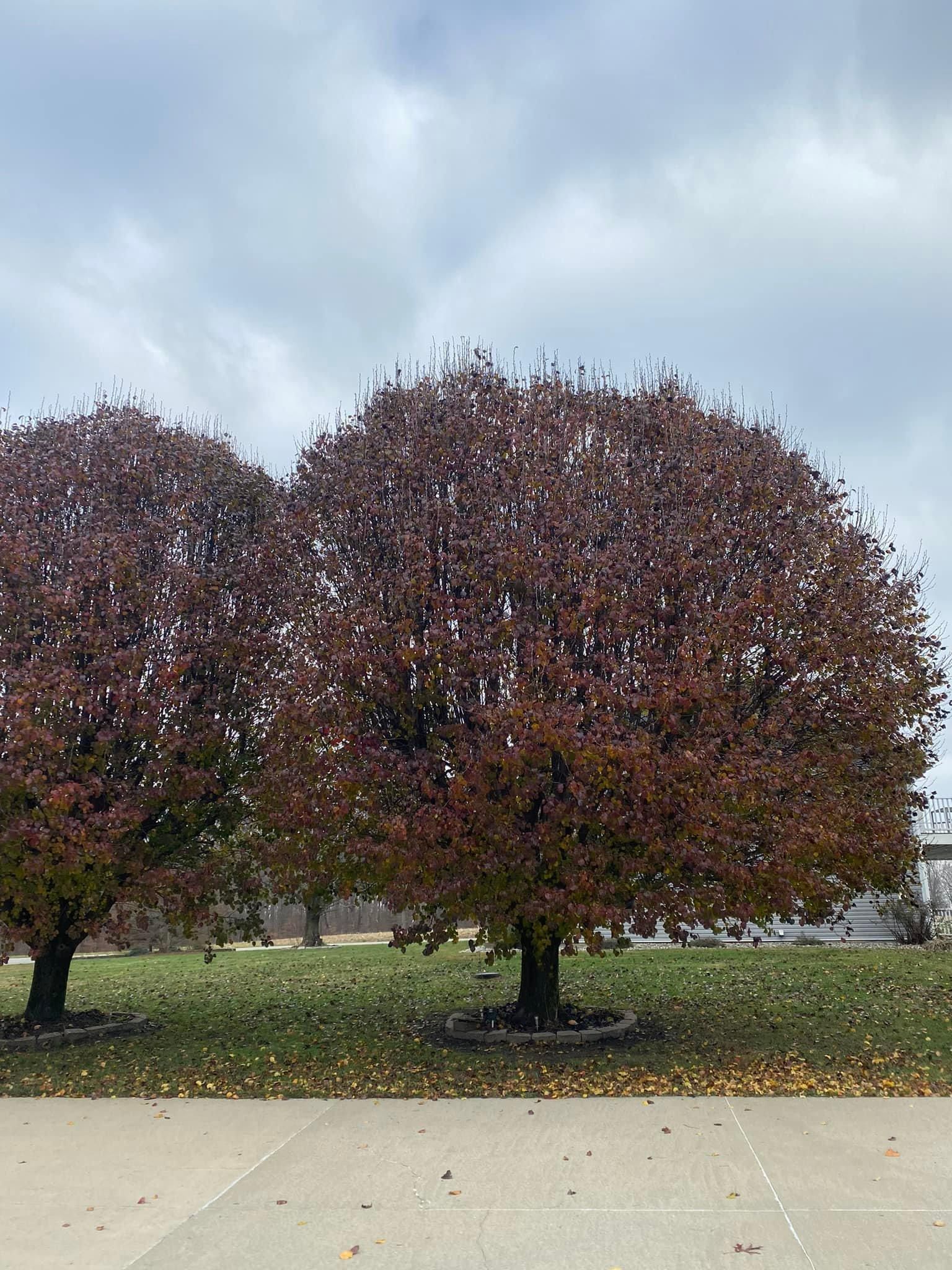 Tree Removal for Atwood’s Tree Care in Liberty,  KY