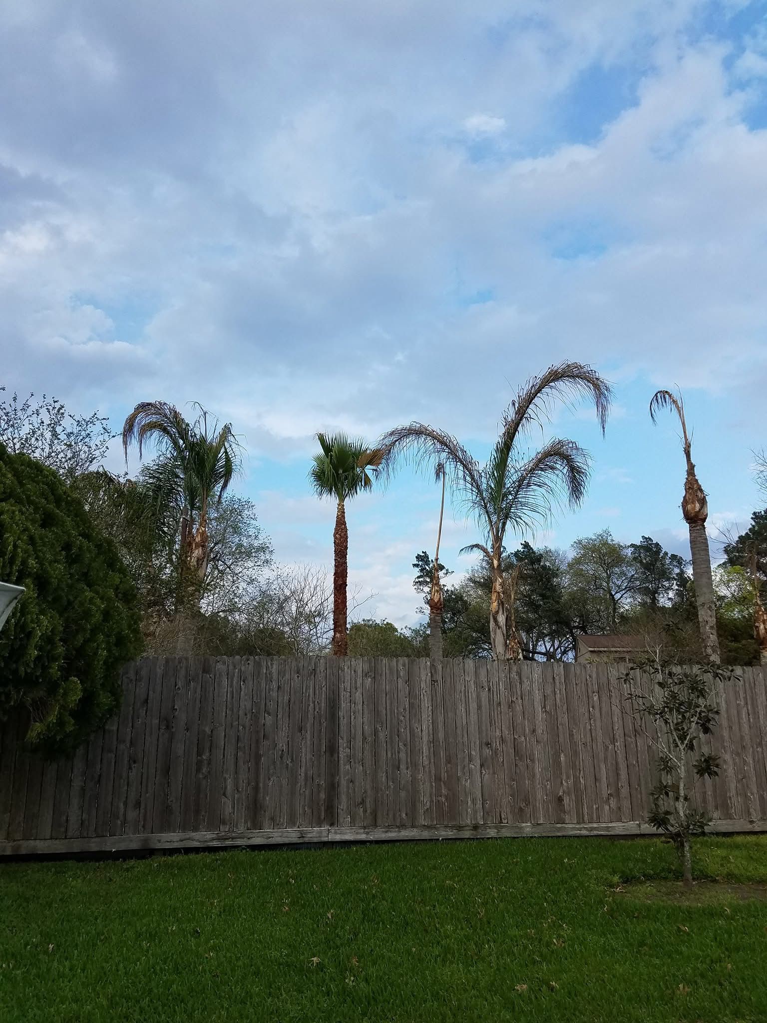  for Garza Lawncare & Tree Service in Pearland, TX