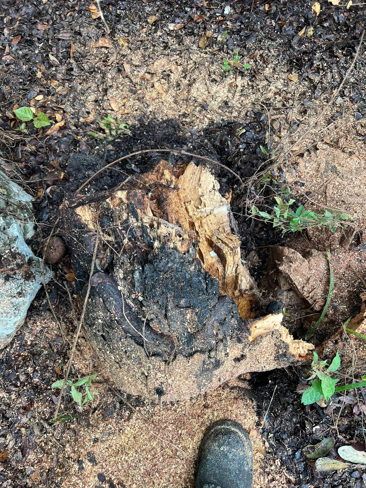 All Photos for Camerons Stump Grinding & Tree Services in Austin, TX