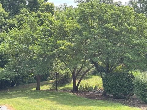  for El Perico Tree Service and Lawn Care, LLC in Boonville, North Carolina