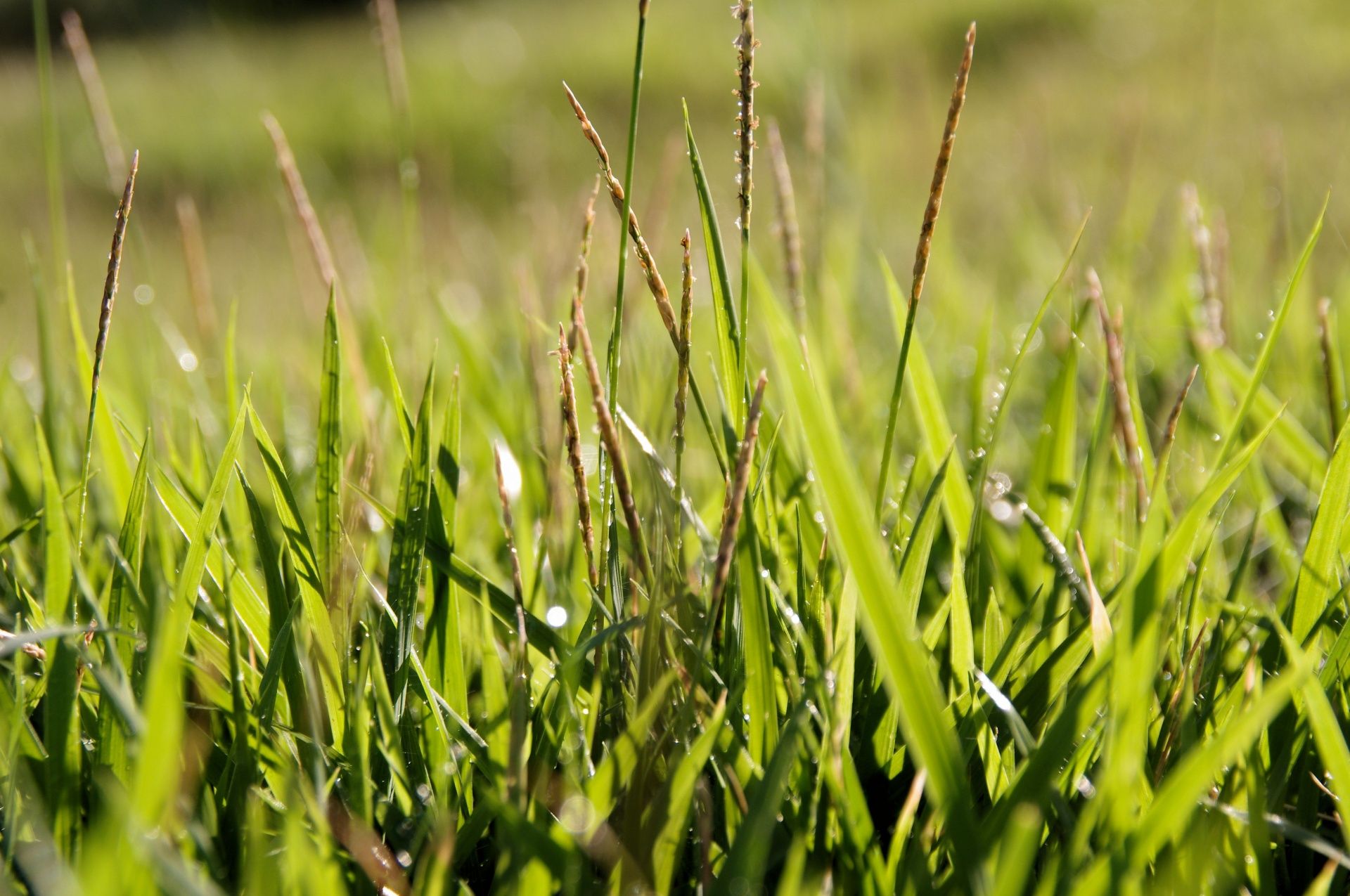  for Smooth Lawn Service in Mesa, AZ