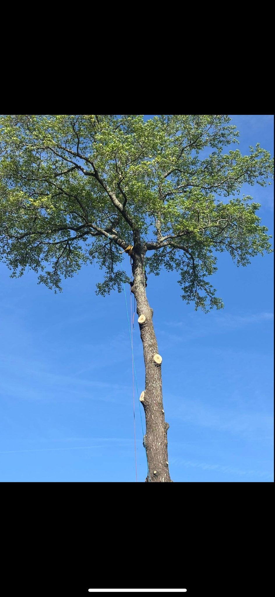  for Tidewater Tree Service in Chesapeake, VA