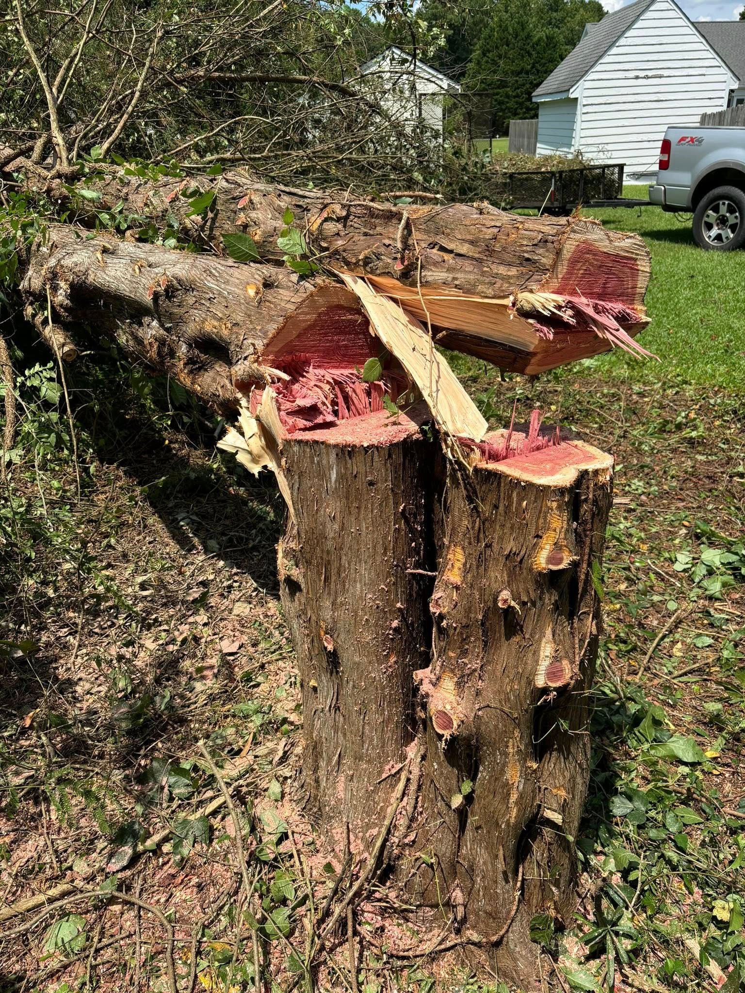  for Total Tree Care in Erwin, North Carolina