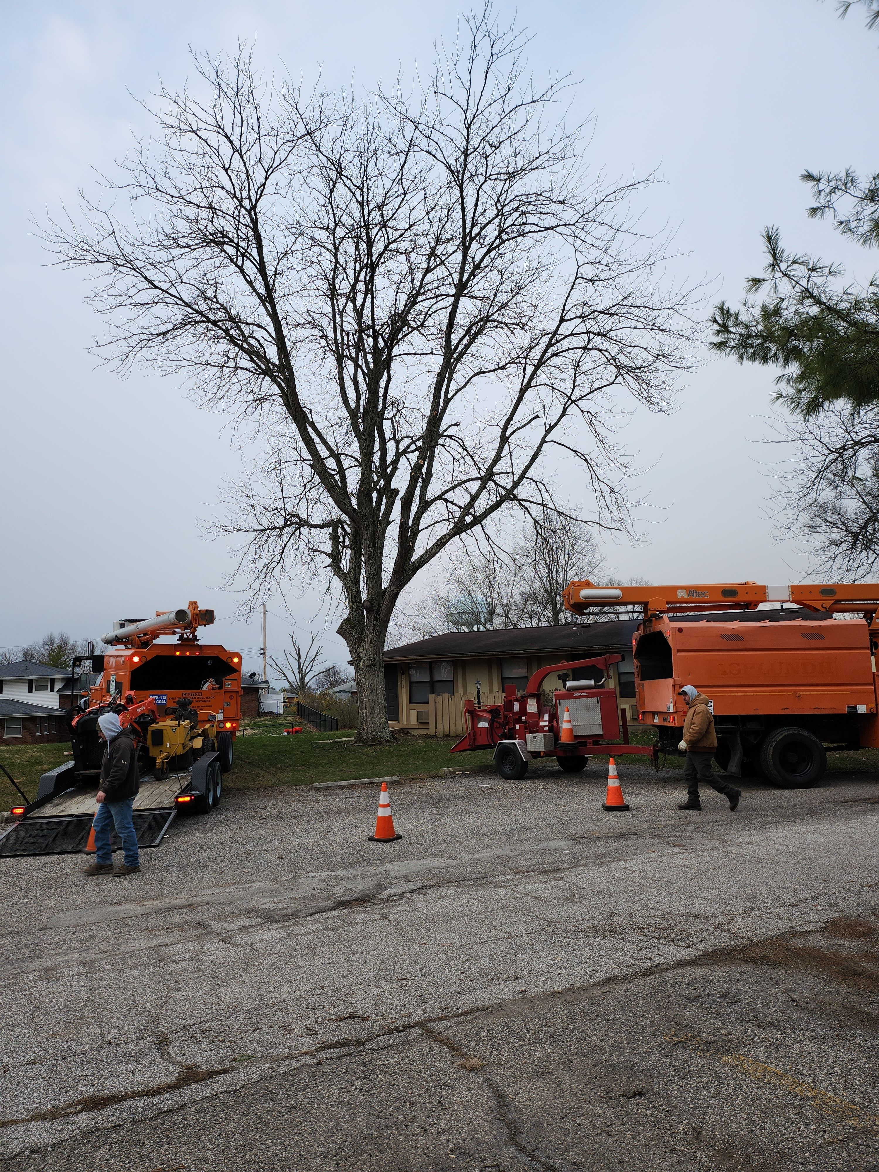  for Carpenter's Tree Service in Aurora, IN