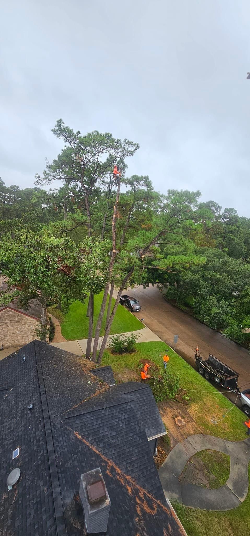  for Servin's Tree Care  in Houston, TX