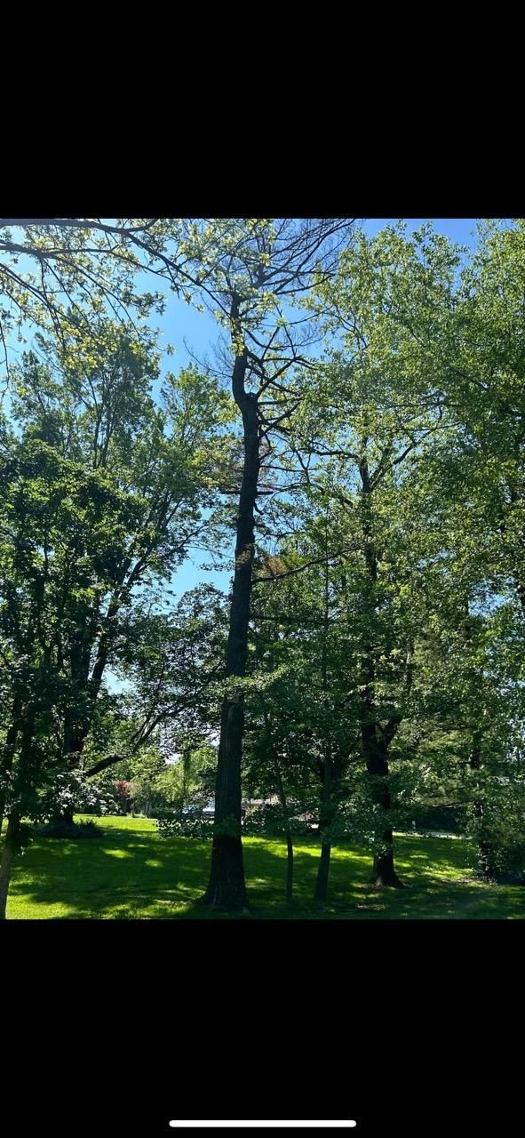  for Dig-It Tree Company in , 