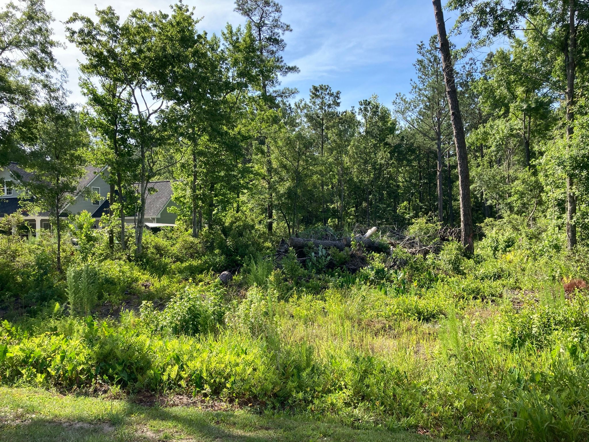 Land clearing for CW Earthworks, LLC in Charleston, South Carolina