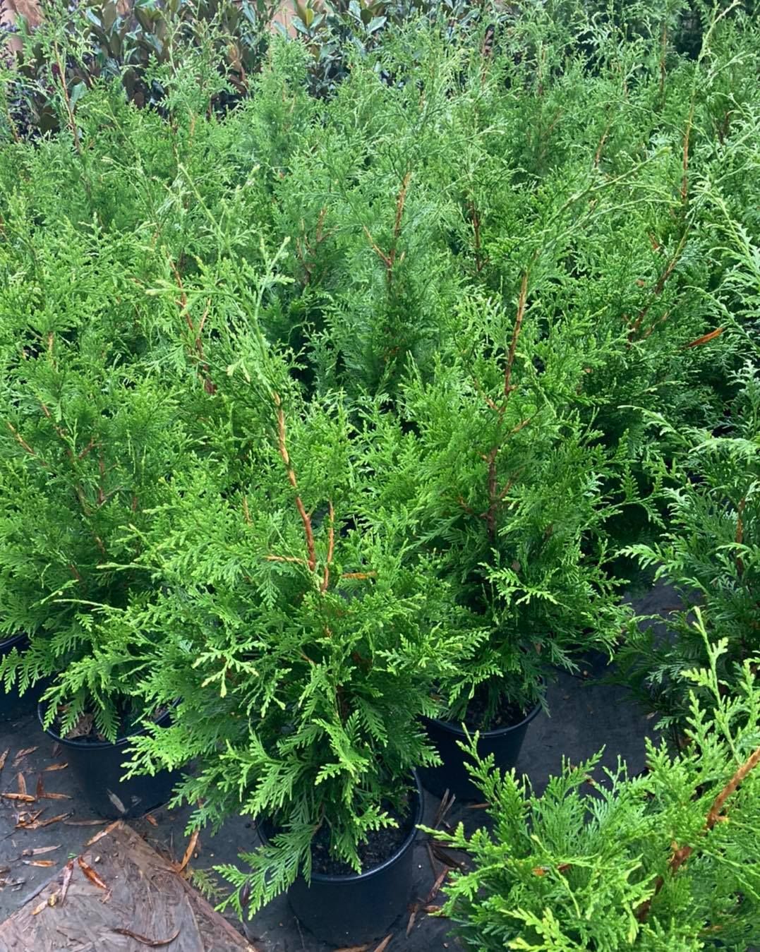 All Photos for S&R Landscaping and Nursery in Charlotte, NC