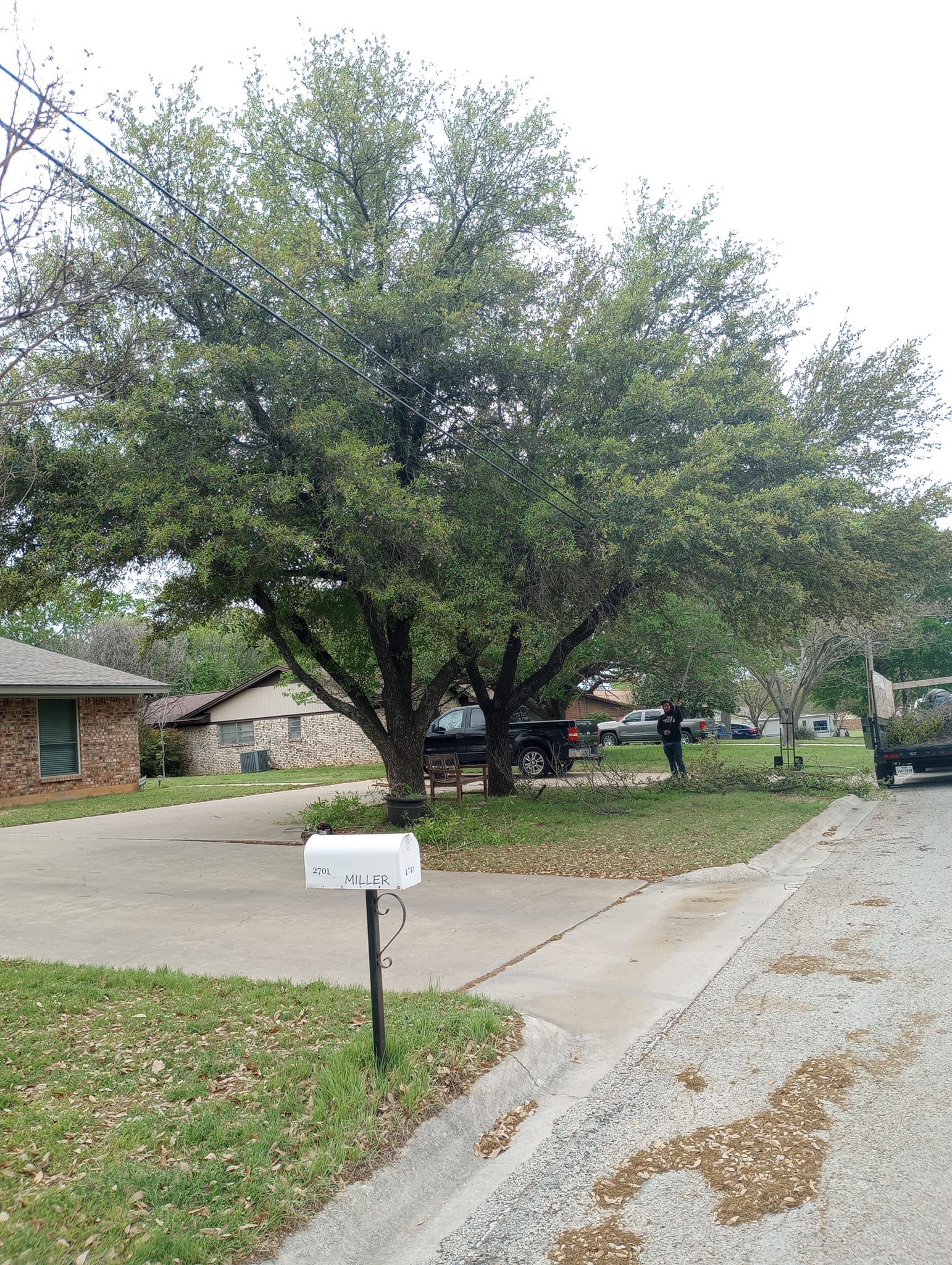 Tree Removal for Marks Tree Service in Fort Worth, TX