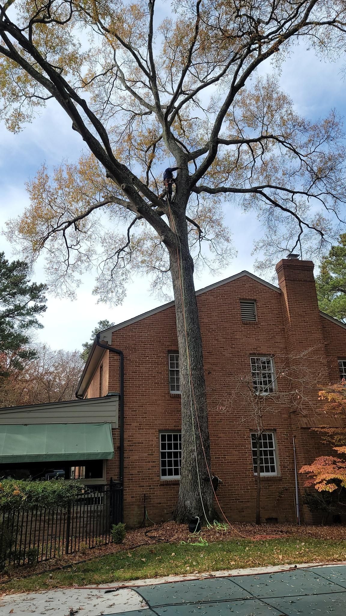  for Integrity Tree and Landscaping in Lynchburg, VA