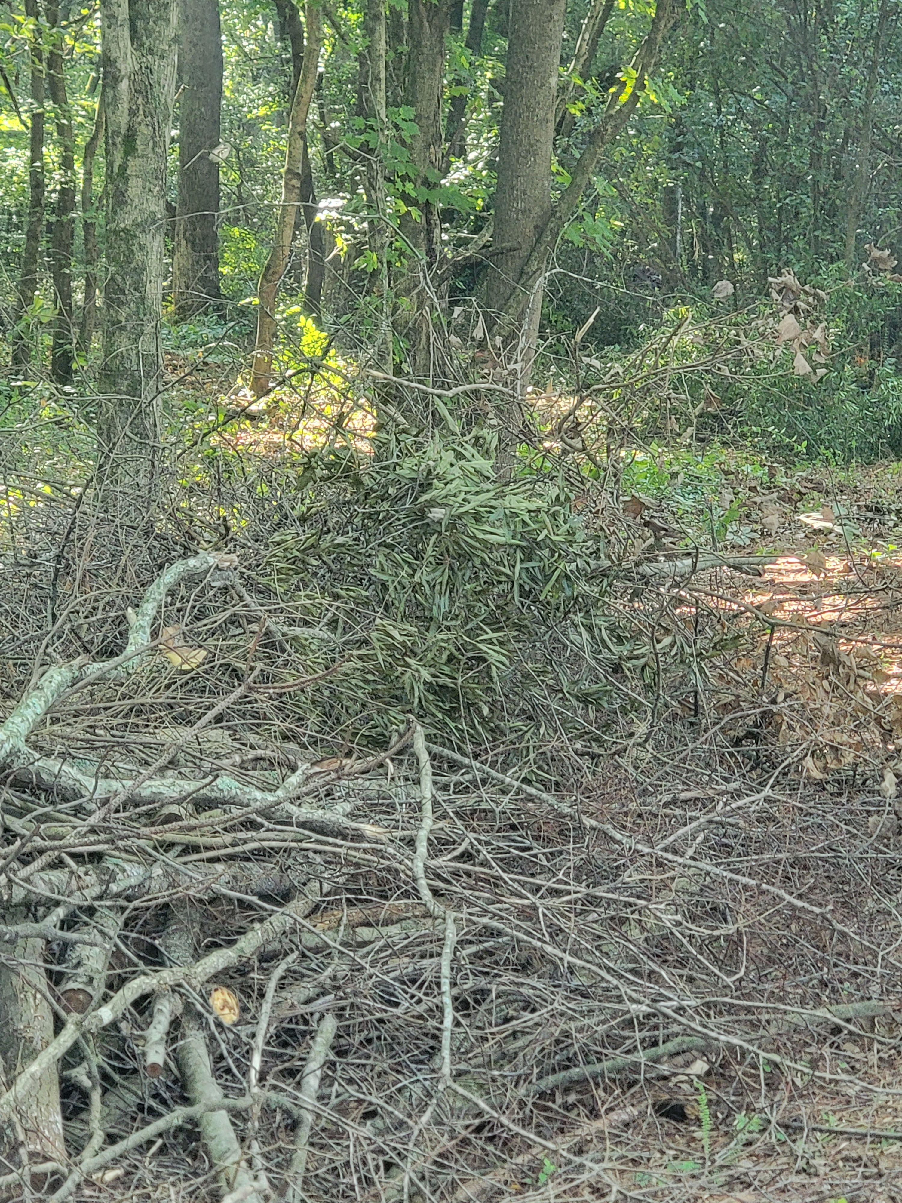  for Z's Land Management & Forestry Mulching in Smithville, TN