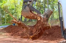  for Patriot Tree Service in Mesa, AZ
