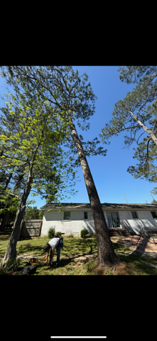  for Thompson Forestry Mulching & Stump Grinding in Douglas, GA