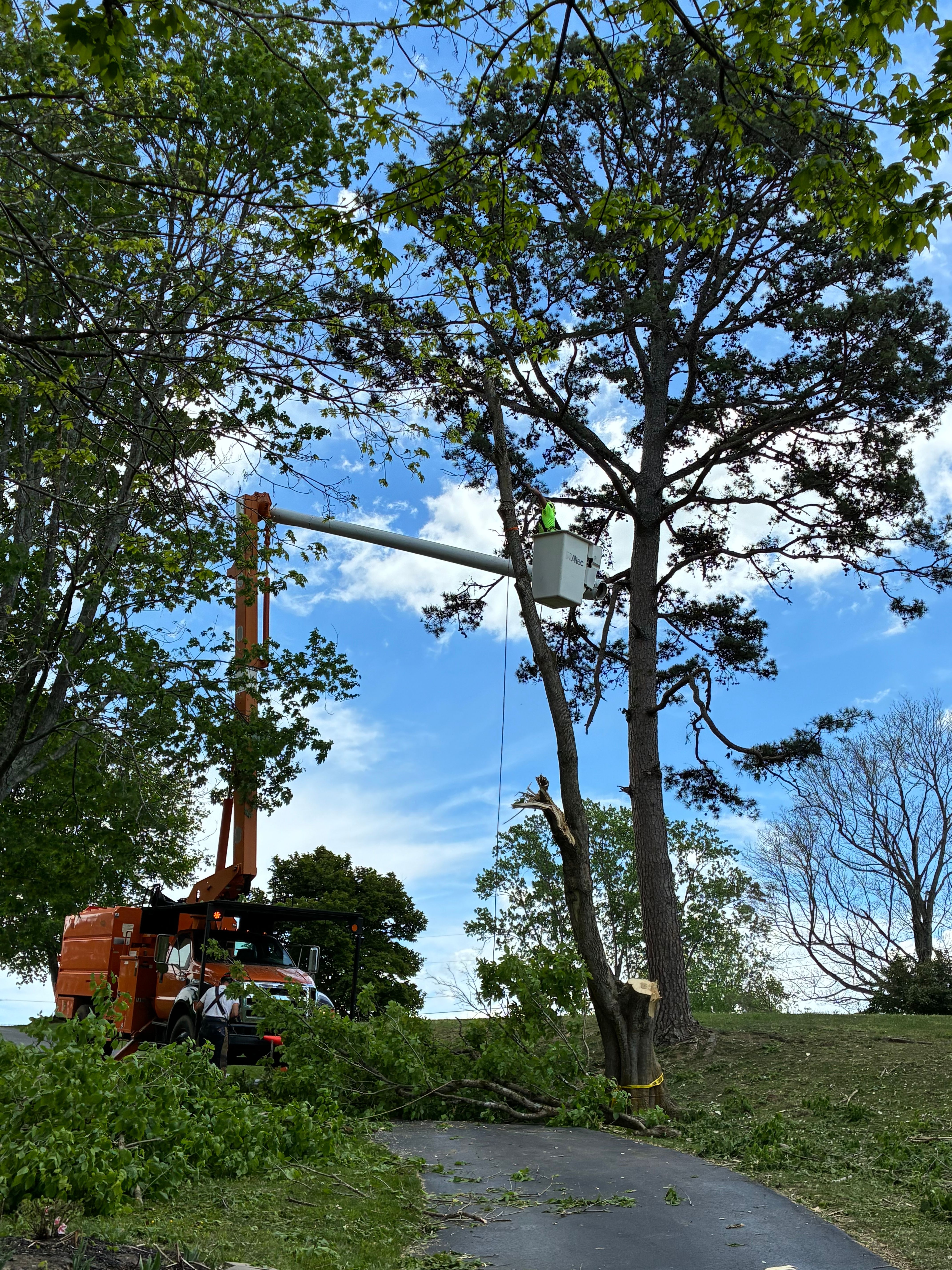  for Brocks Tree Service LLC in Rogersville, TN