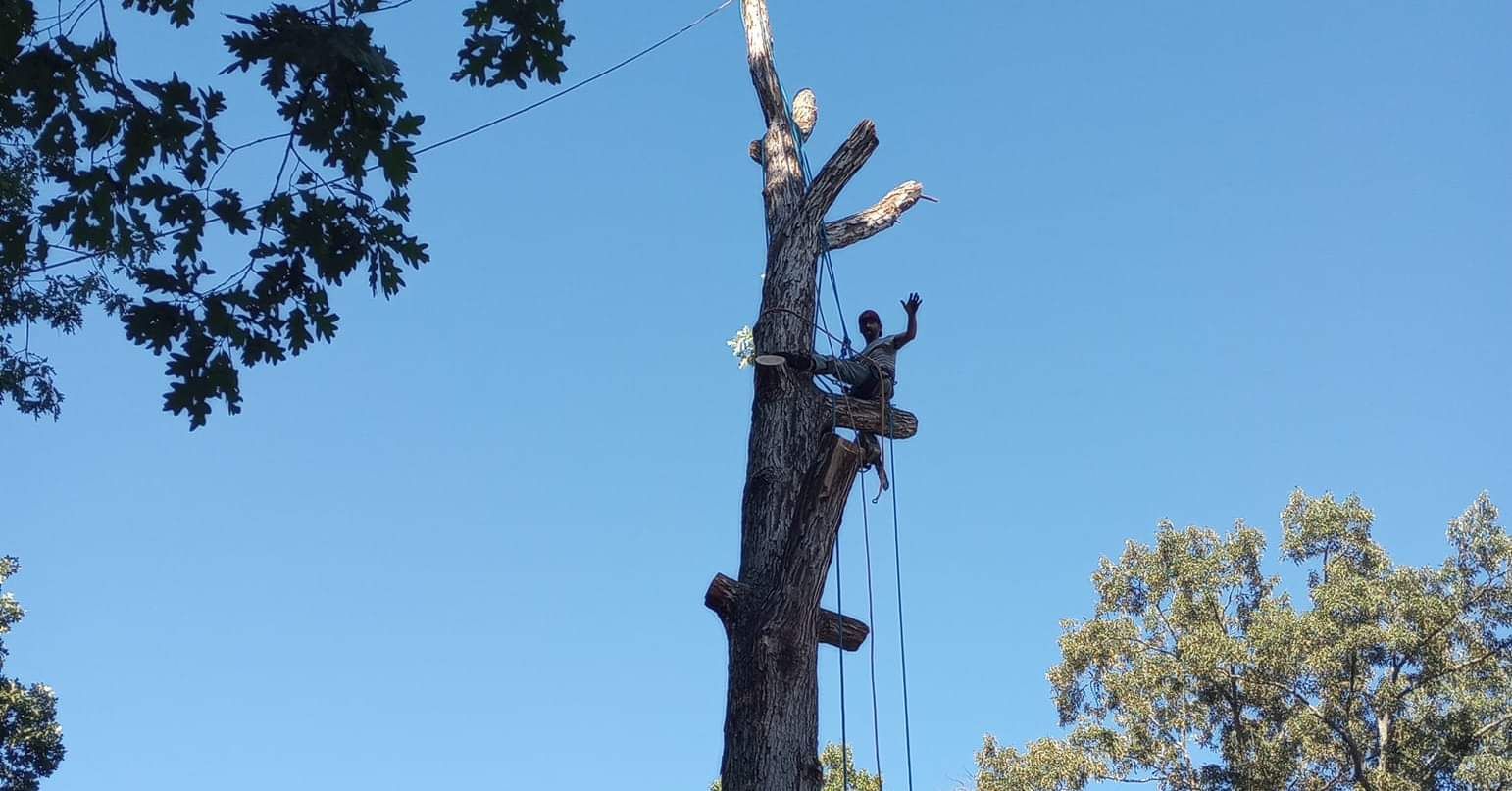  for Millers Tree Service in Saline County, AR
