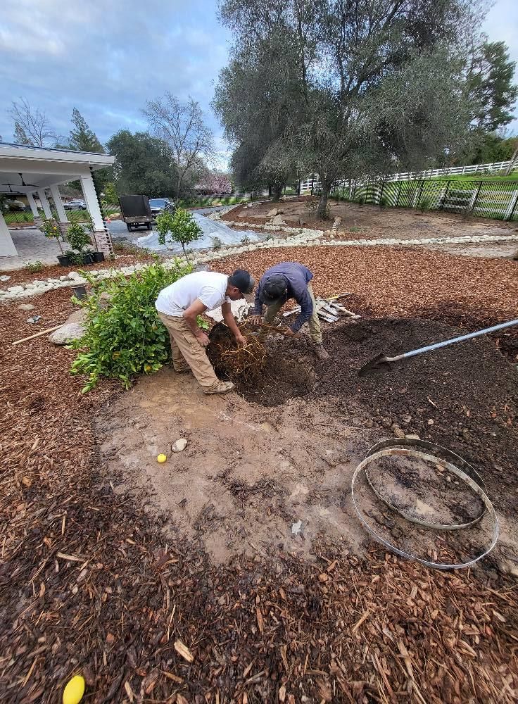  for Terra Heights Tree Experts & Landscaping  in Grass Valley,  CA