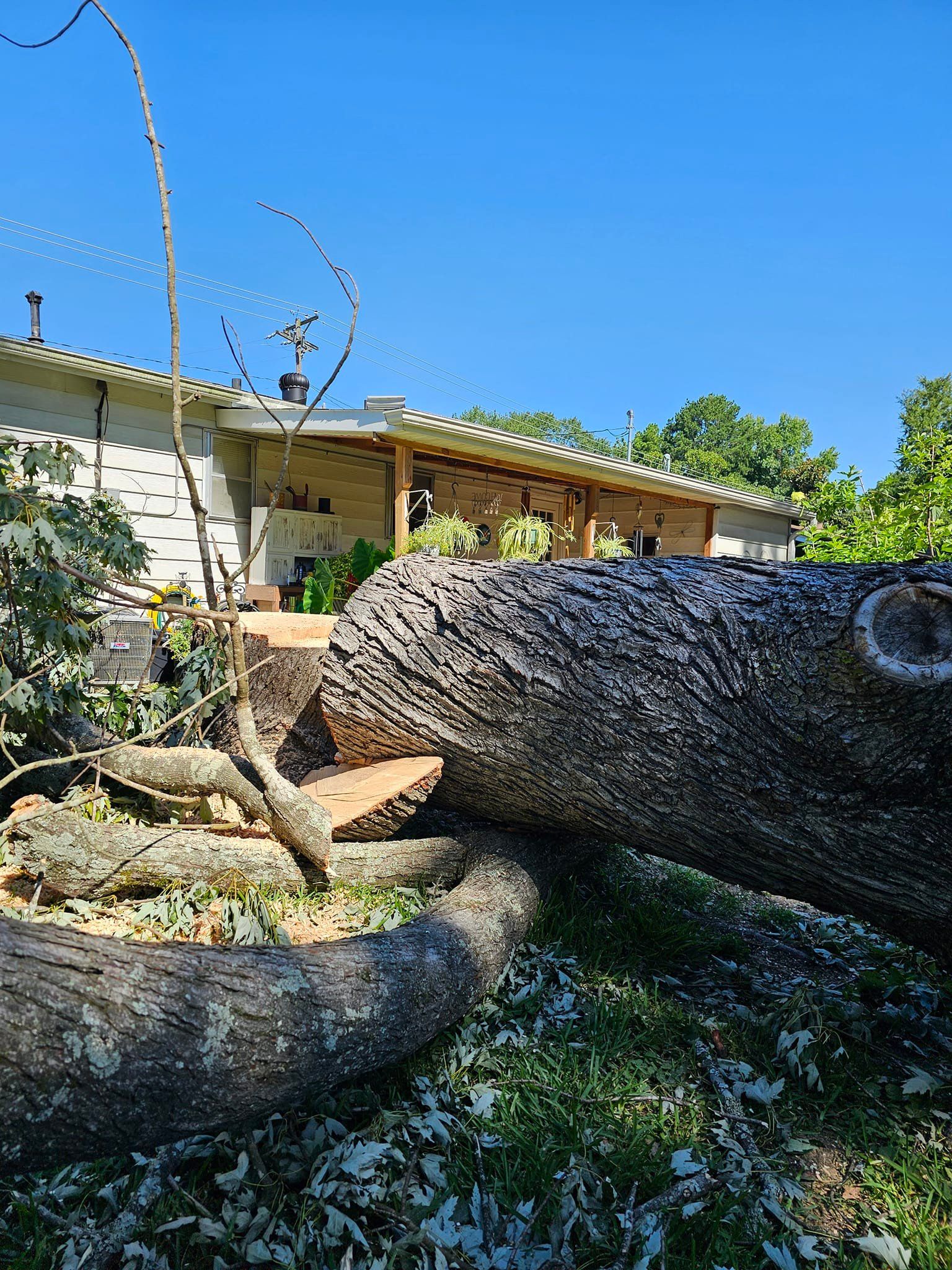  for Millers Tree Service in Saline County, AR