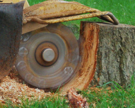 All Photos for Ascension Tree Care LLC in Yakima County, WA