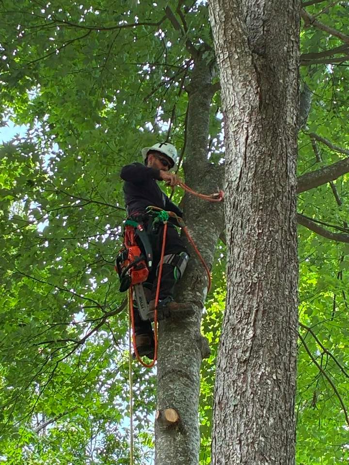  for Skys The Limit Tree Management in Morehead, KY