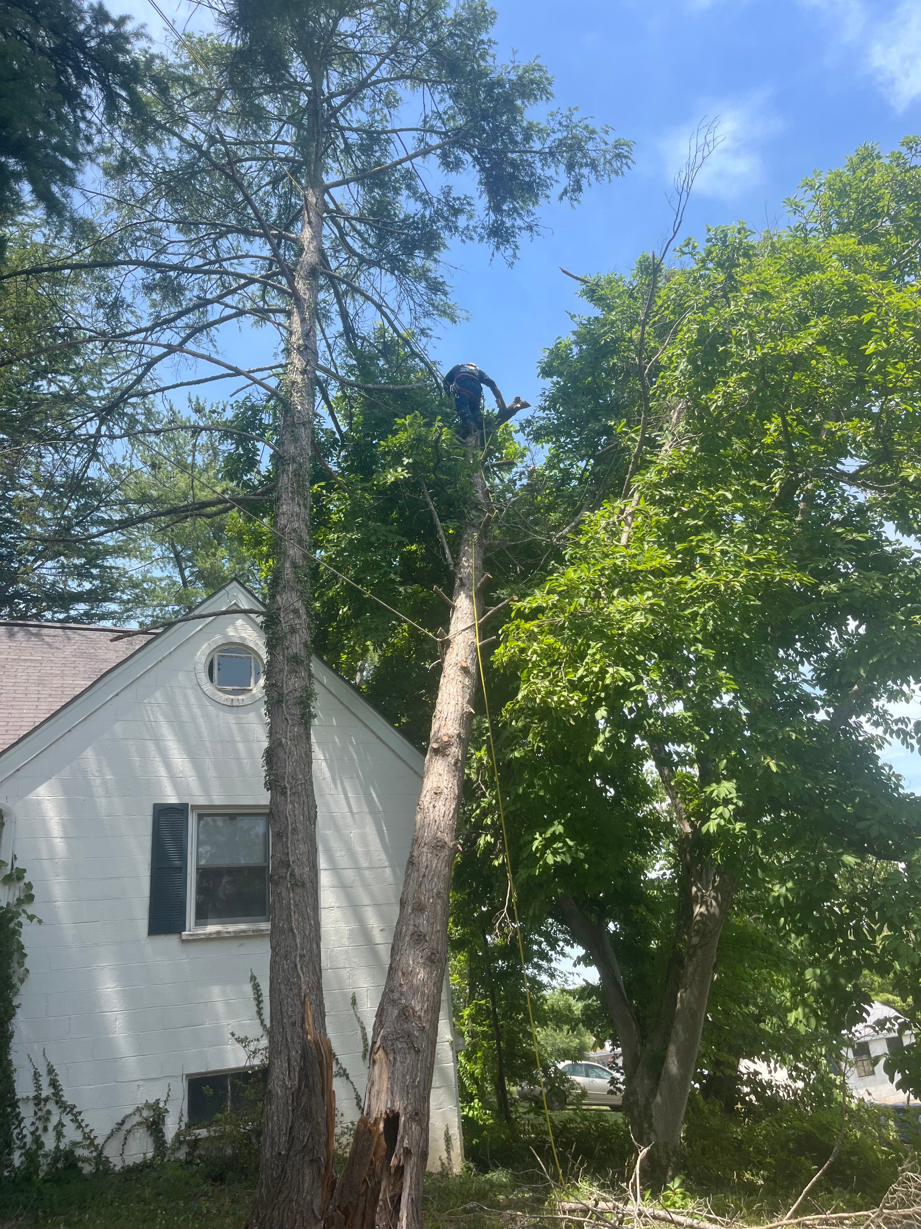  for Ricky's Tree Service & Property Care in Orange, VA