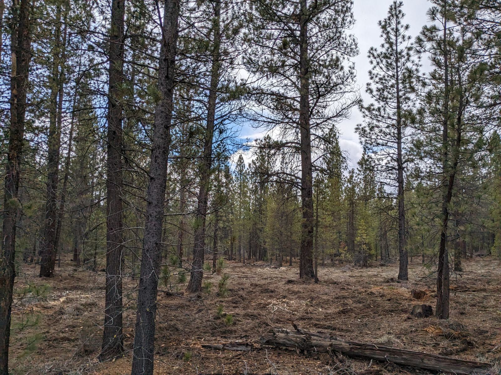 All Photos for Bailey's Cutting LLC in Bend, Oregon