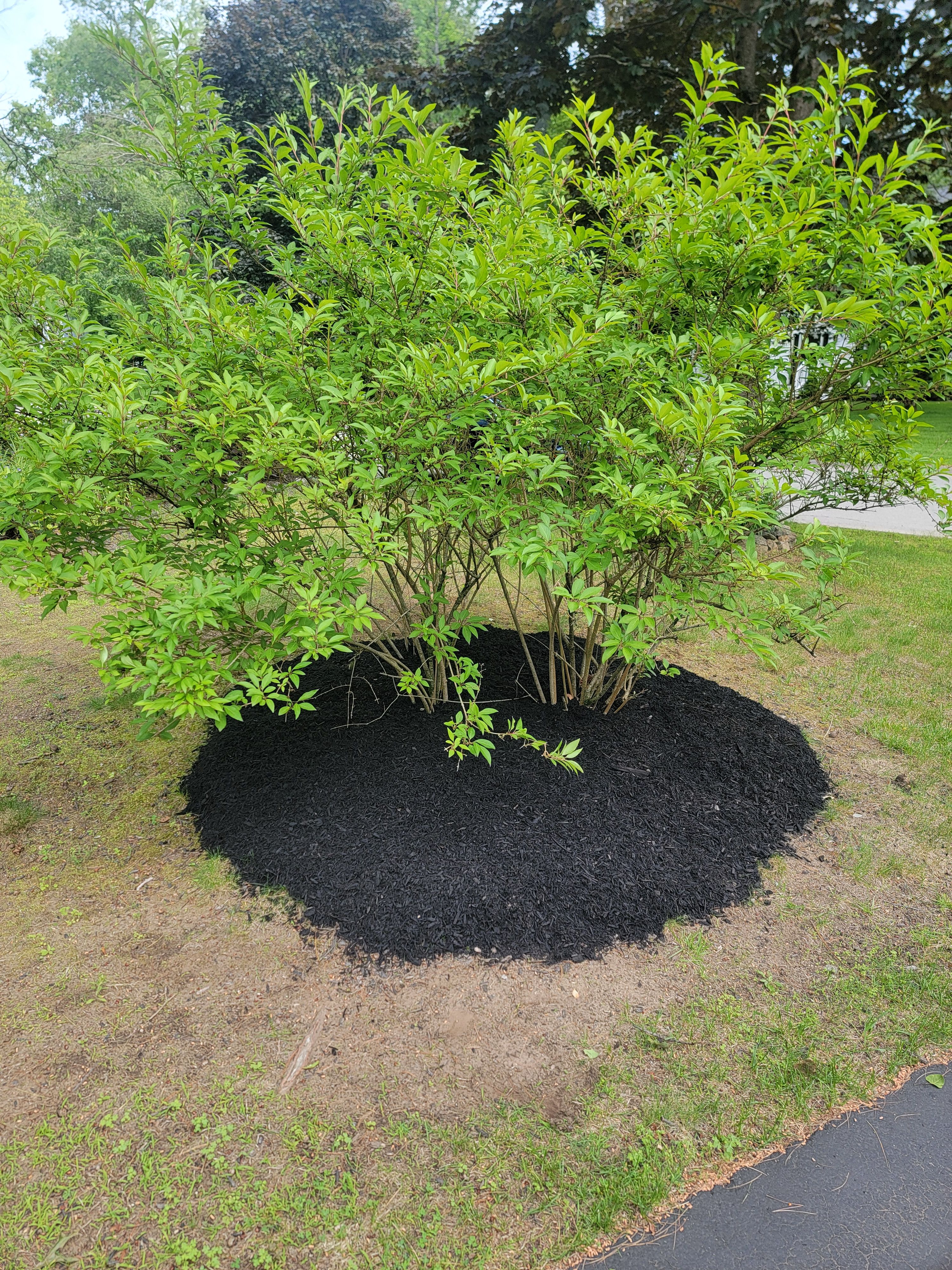  for Sweet Scapes in Ballston Spa, NY