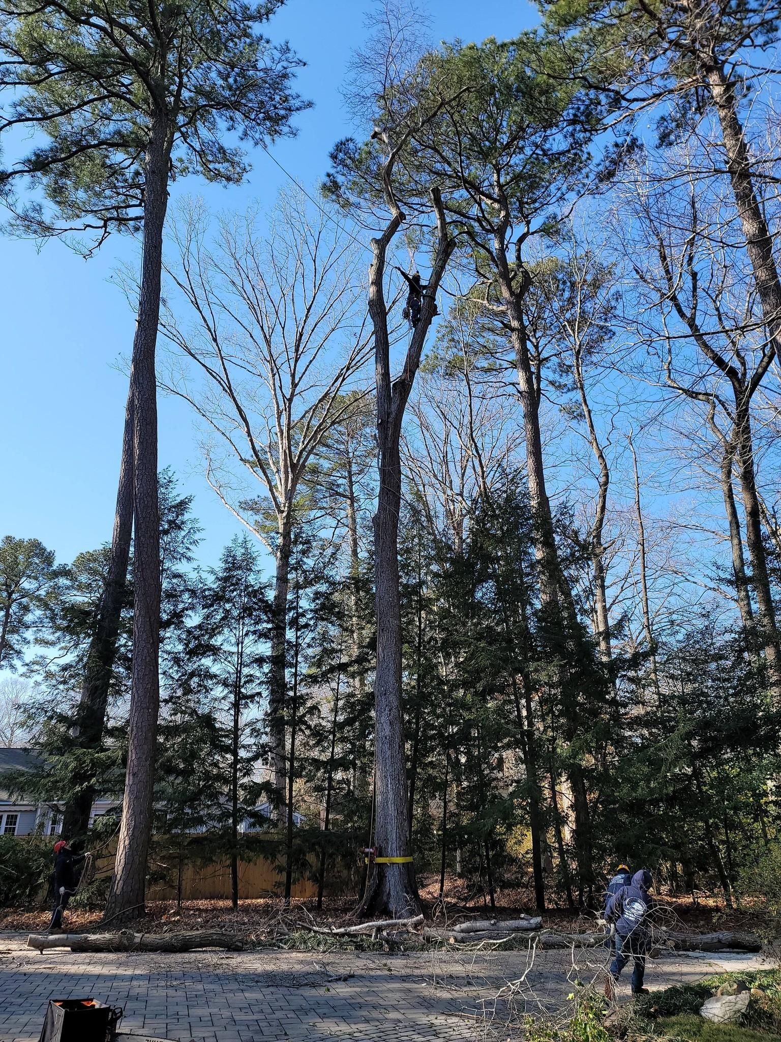  for Integrity Tree and Landscaping in Lynchburg, VA