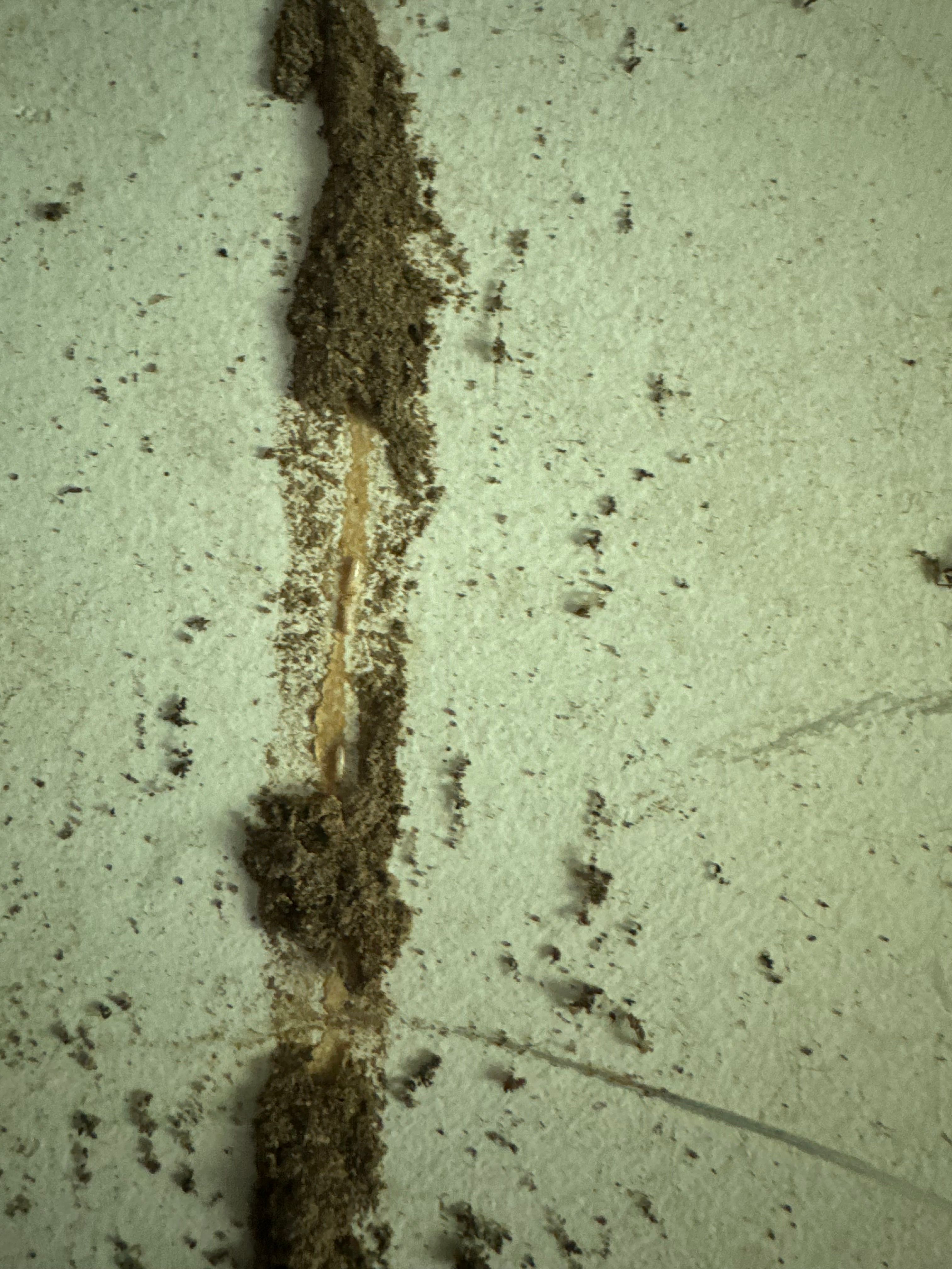  for Spirit Enterprise Construction LLC in Tampa Bay, FL