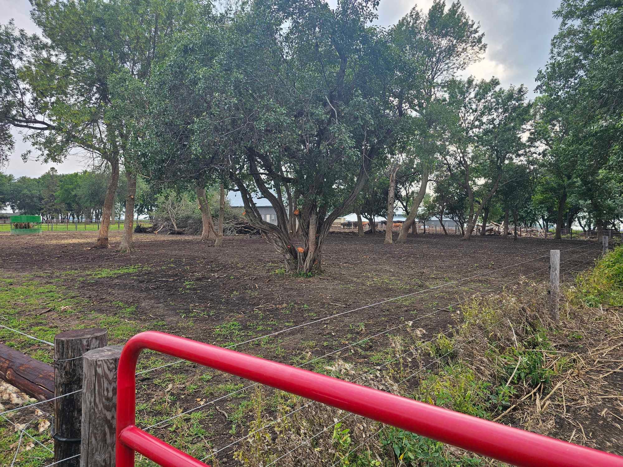  for Tree Tech in Luverne, MN