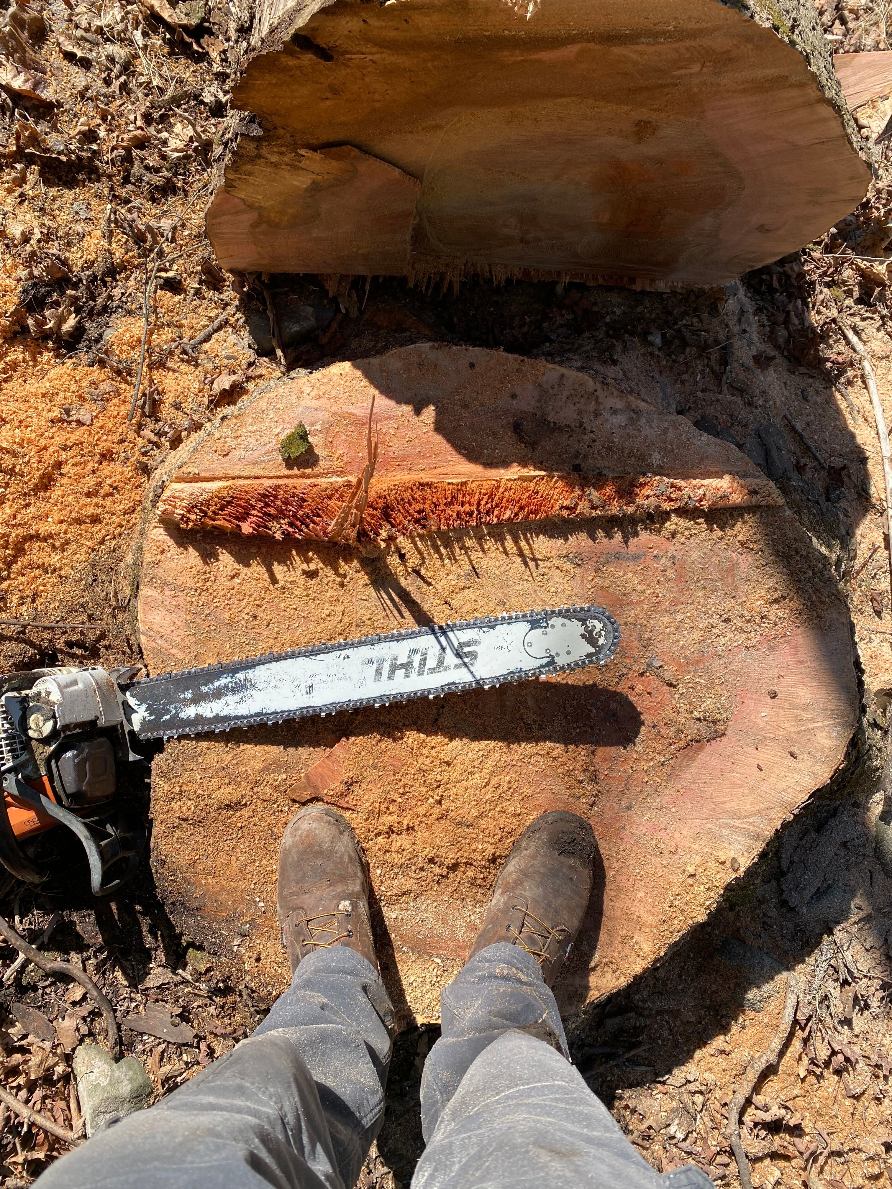 All Photos for Sterlings Tree Removal in Cobleskill, New York