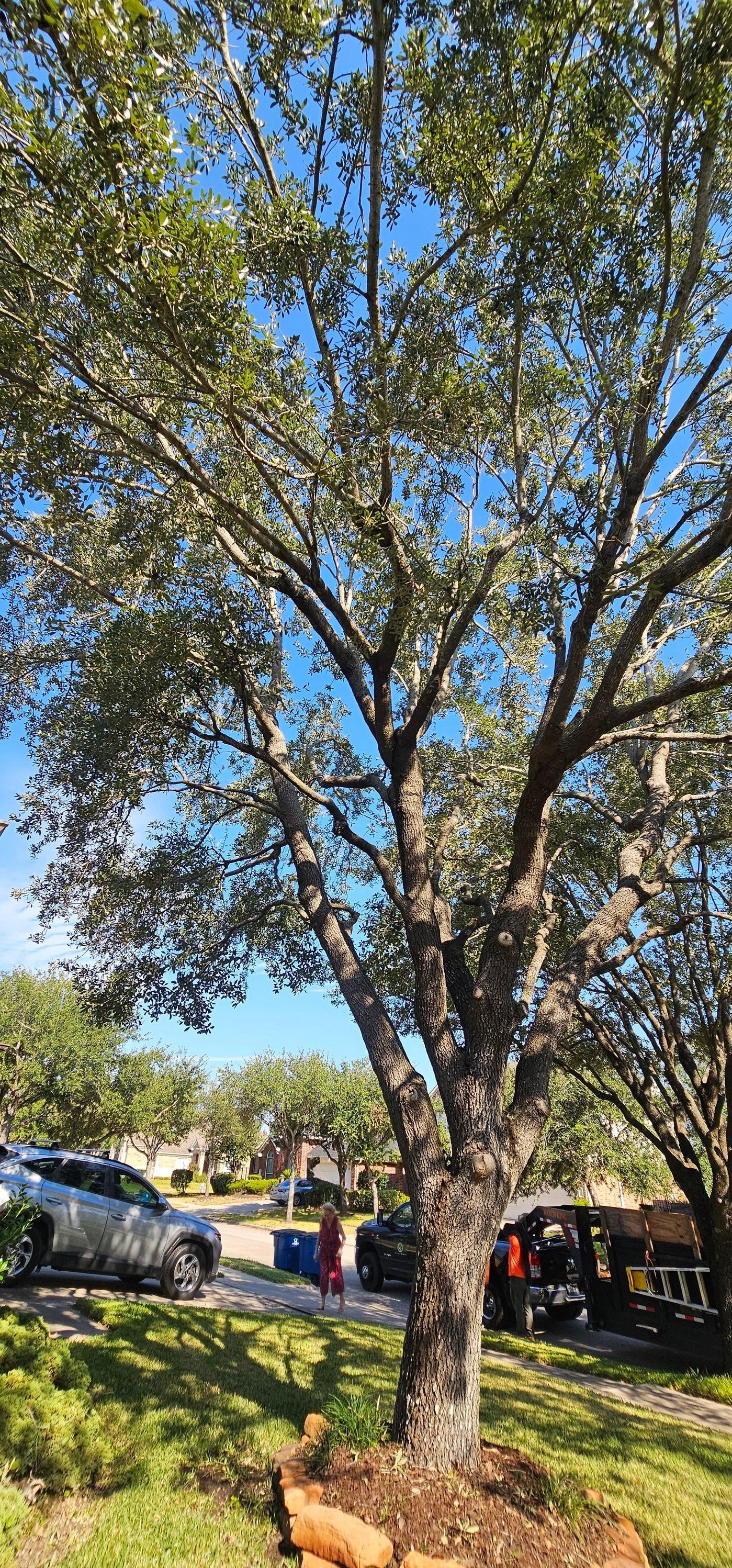  for Servin's Tree Care  in Houston, TX