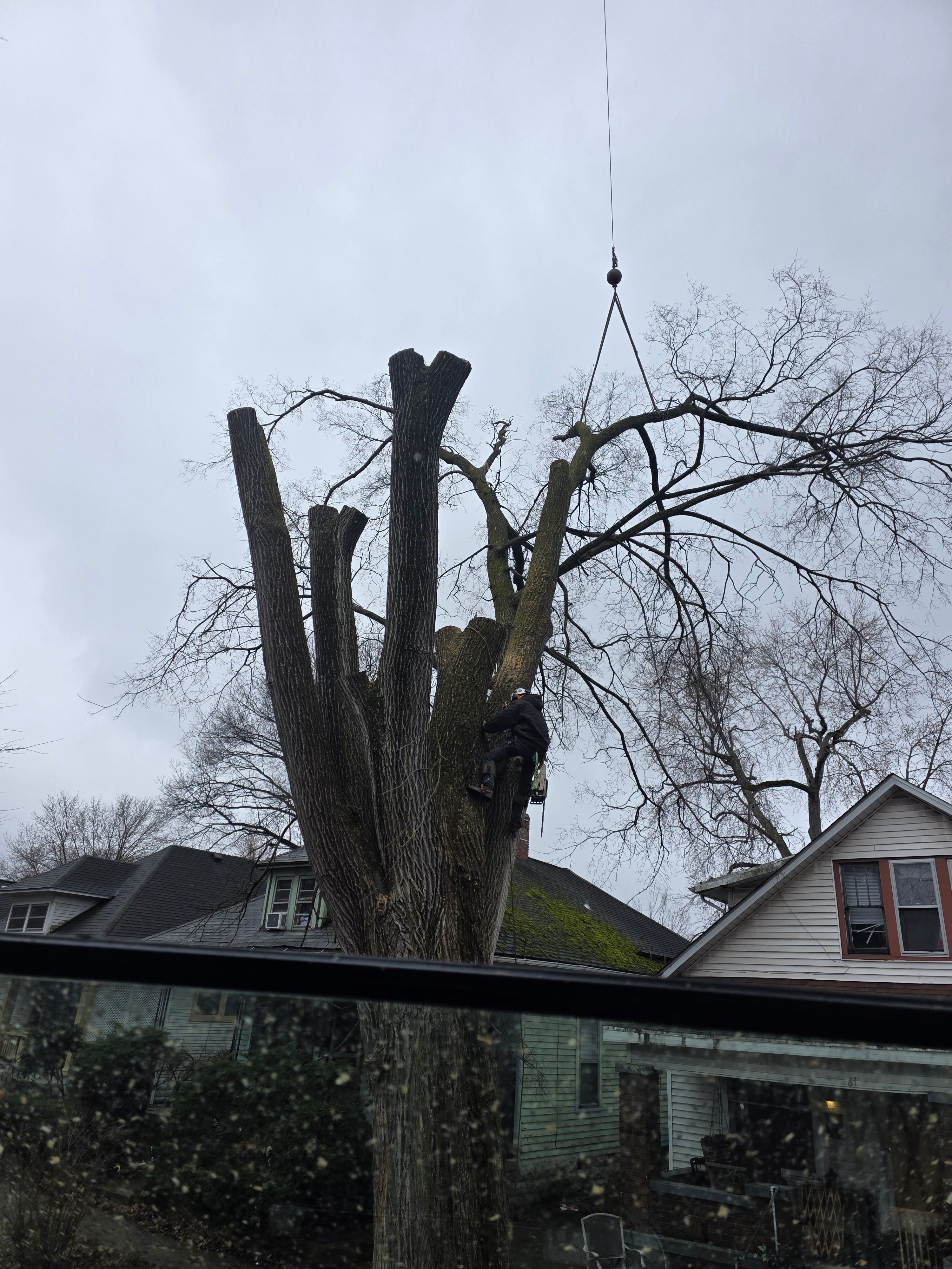  for Advanced Tree Solutions in Rockville, IN