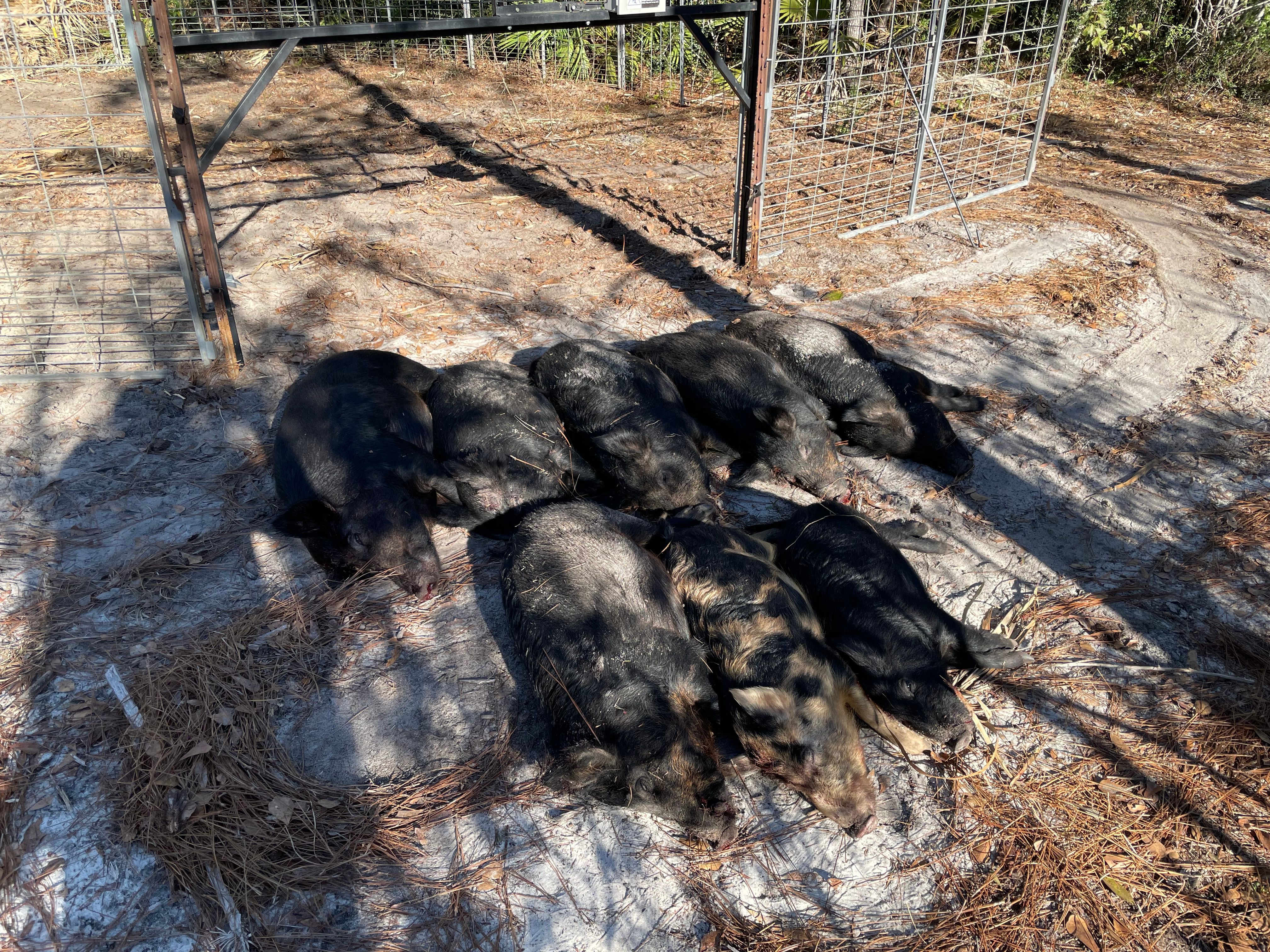  for Havoc Hog Control in Molino, FL