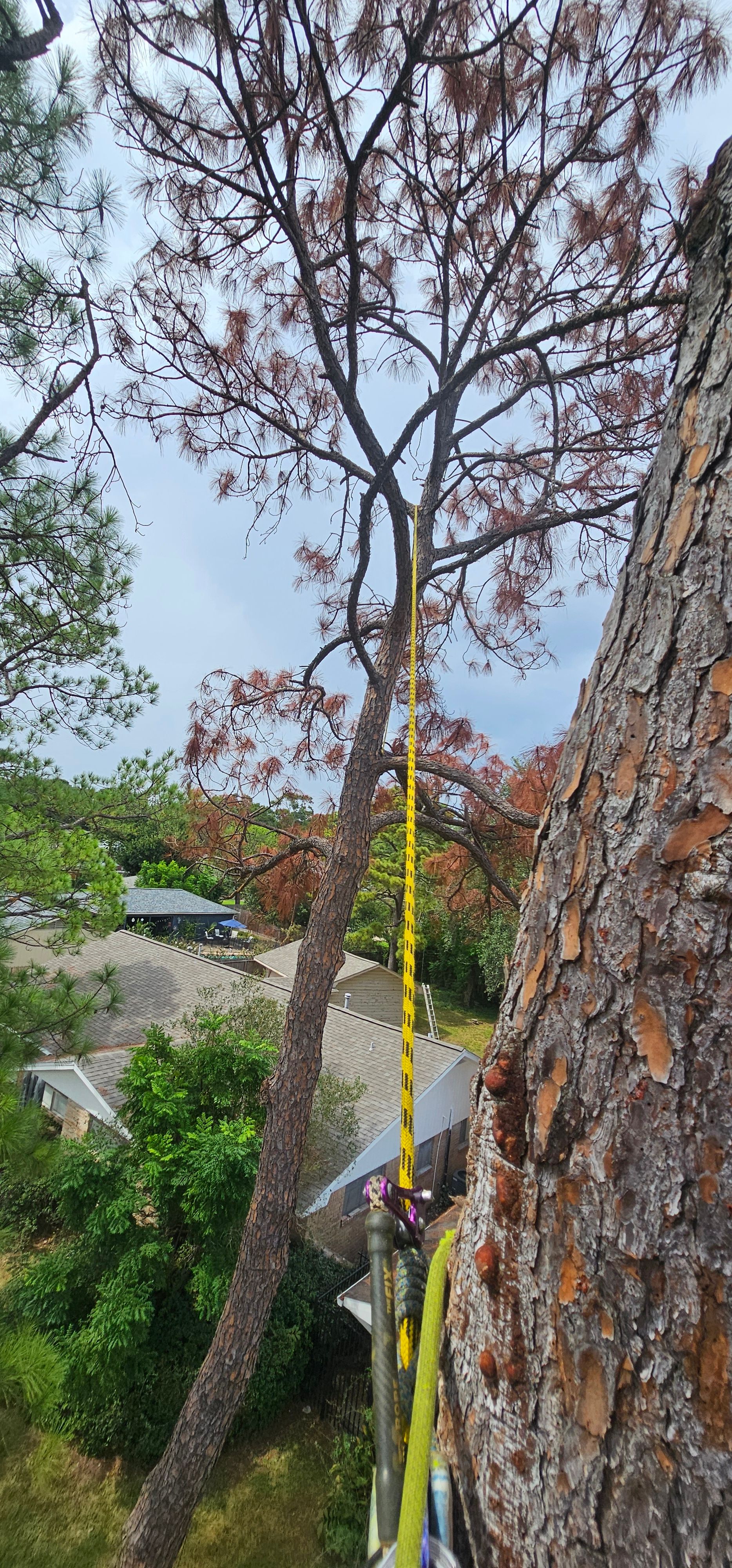  for Servin's Tree Care  in Houston, TX