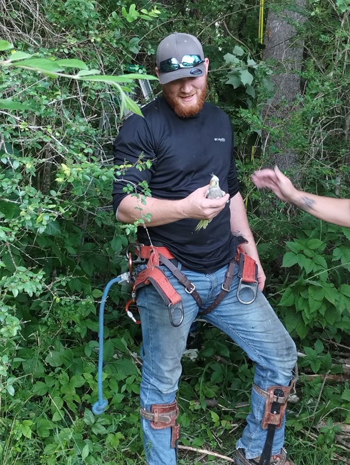  for Wade's Family Tree Service in Townsend, TN