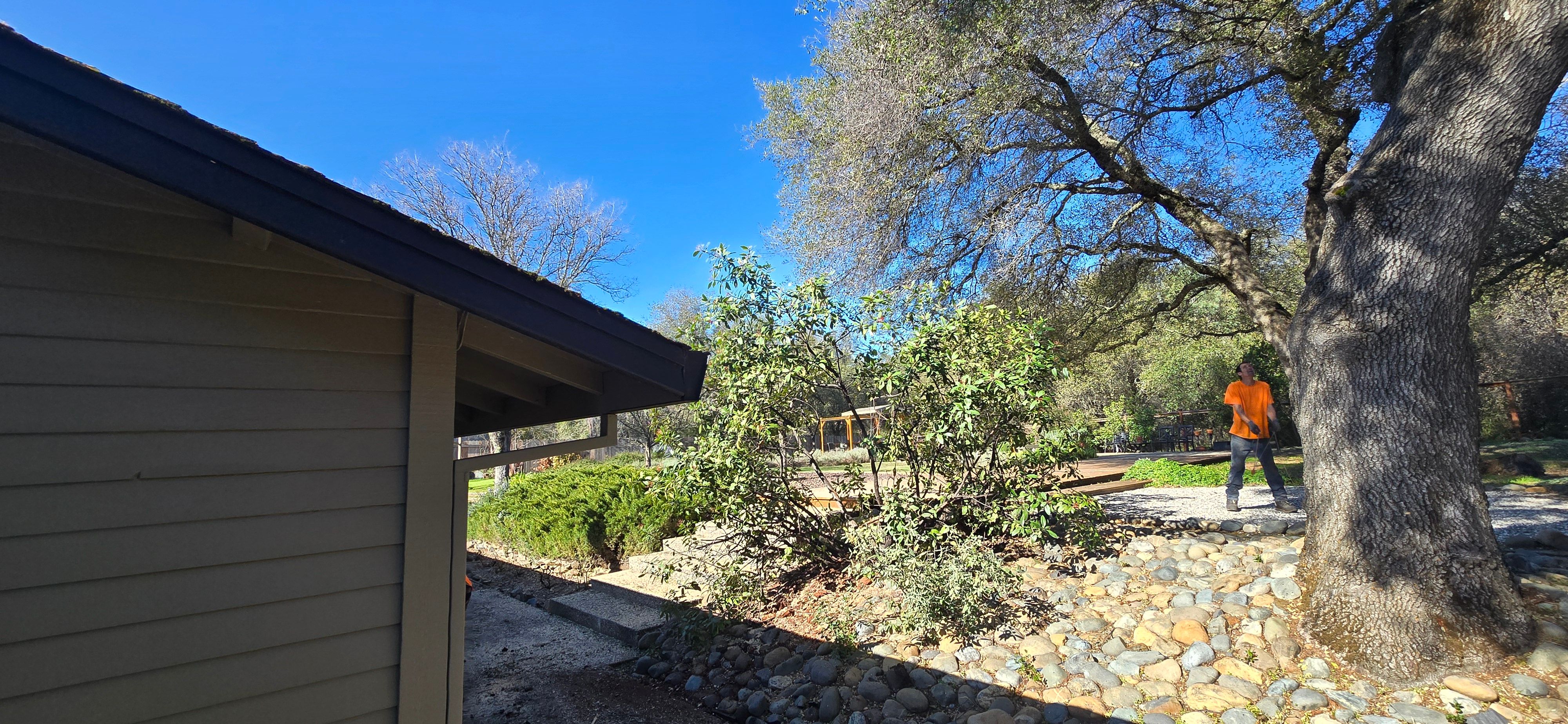  for George Staddan's Professional Tree Care in Placerville, CA