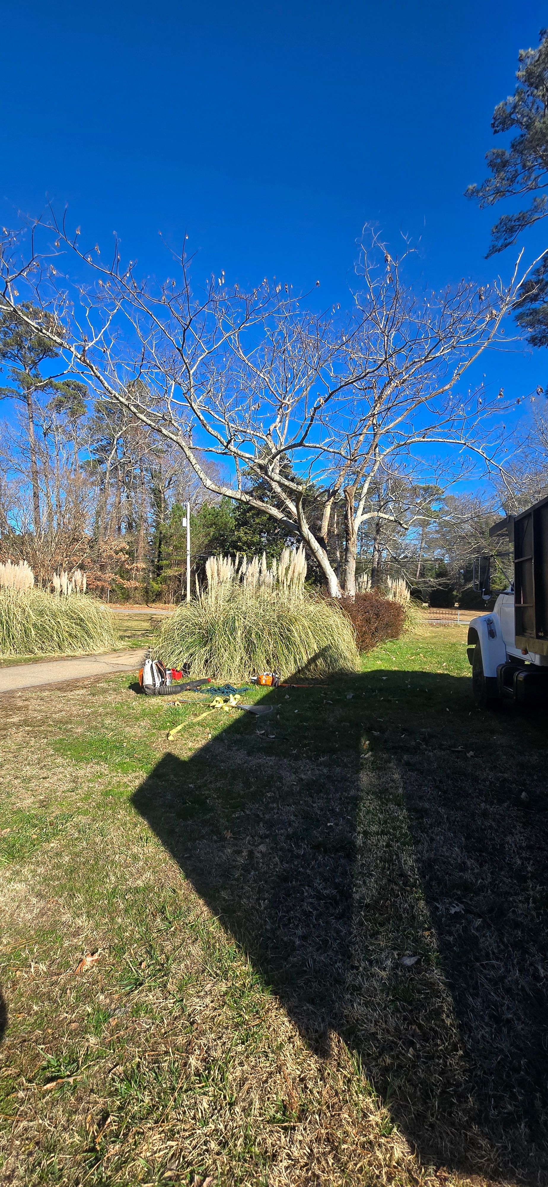  for Beach Tree Care in Virginia Beach, VA
