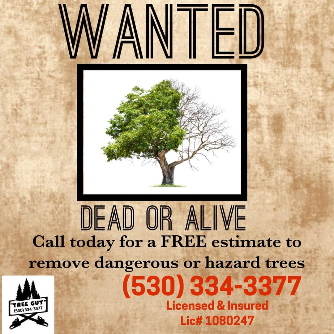  for George Staddan's Professional Tree Care in Placerville, CA
