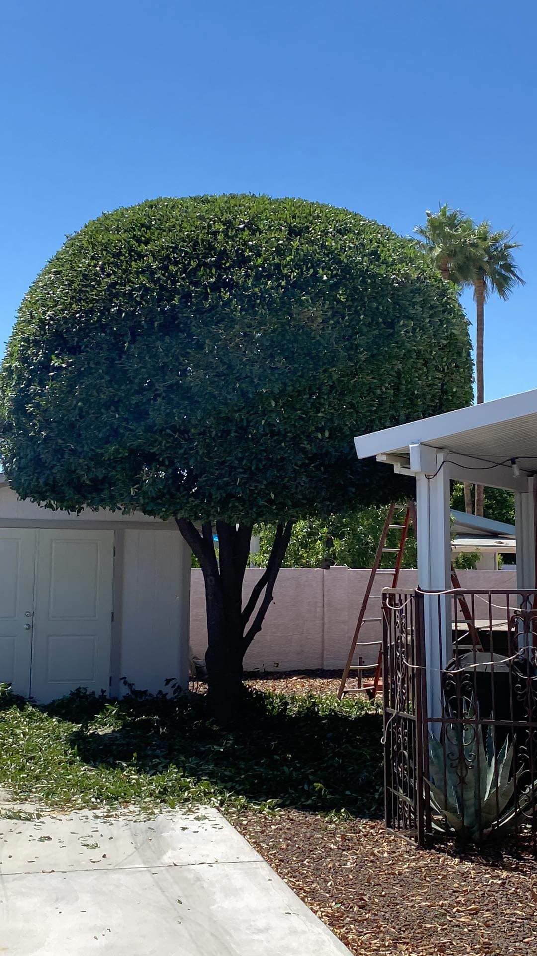  for Ramirez Landscaping in El Mirage, AZ