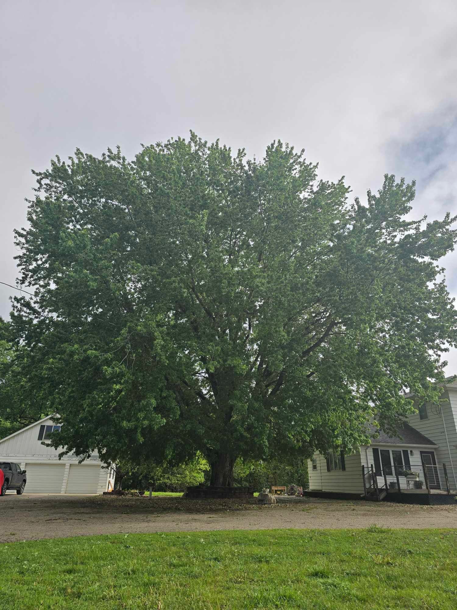  for Tree Tech in Luverne, MN