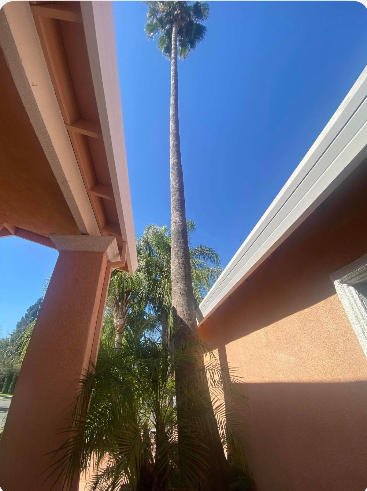 All Photos for Sammy's Tree Services in Sacramento, CA
