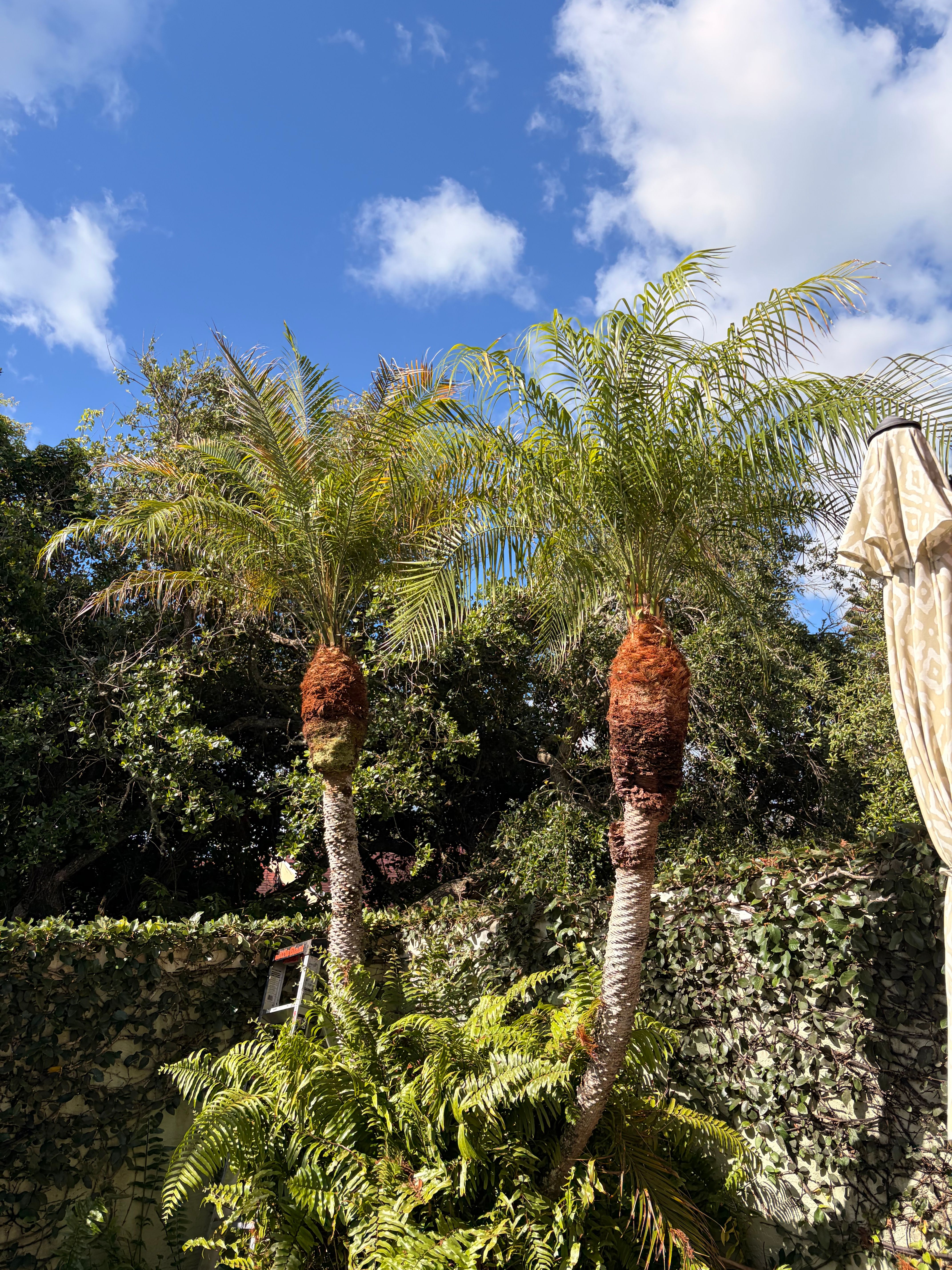  for Vanic's Landscaping in Port Orange, FL