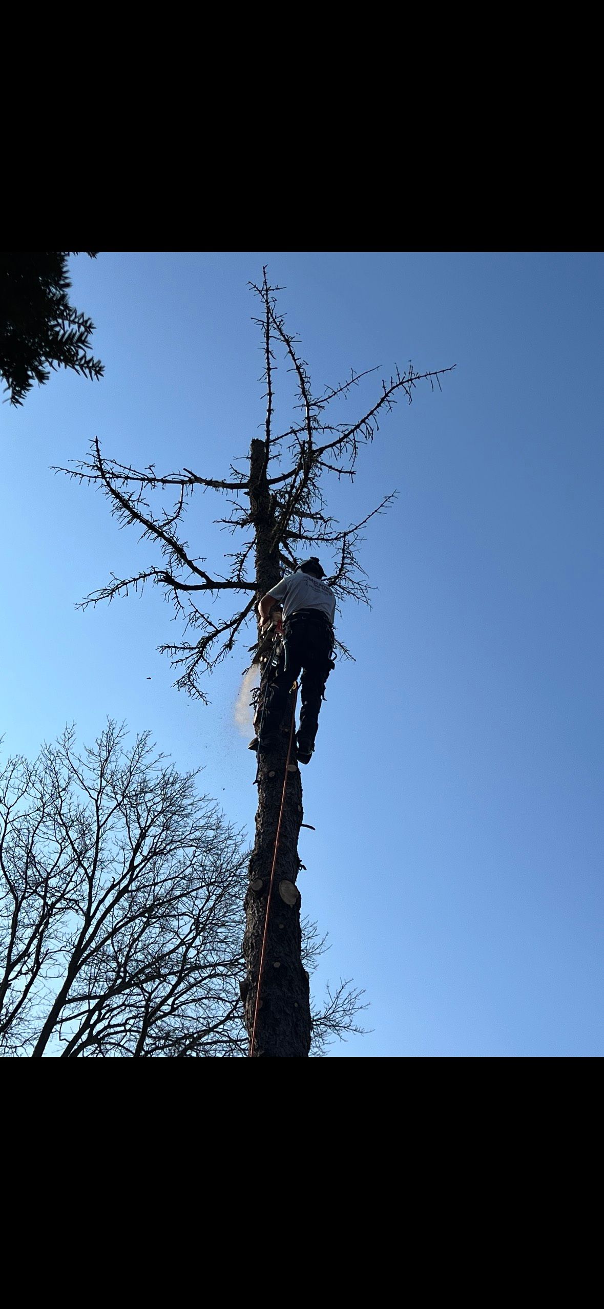 Tree Removal for Melnyk’s Tree Service in Salem County, NJ